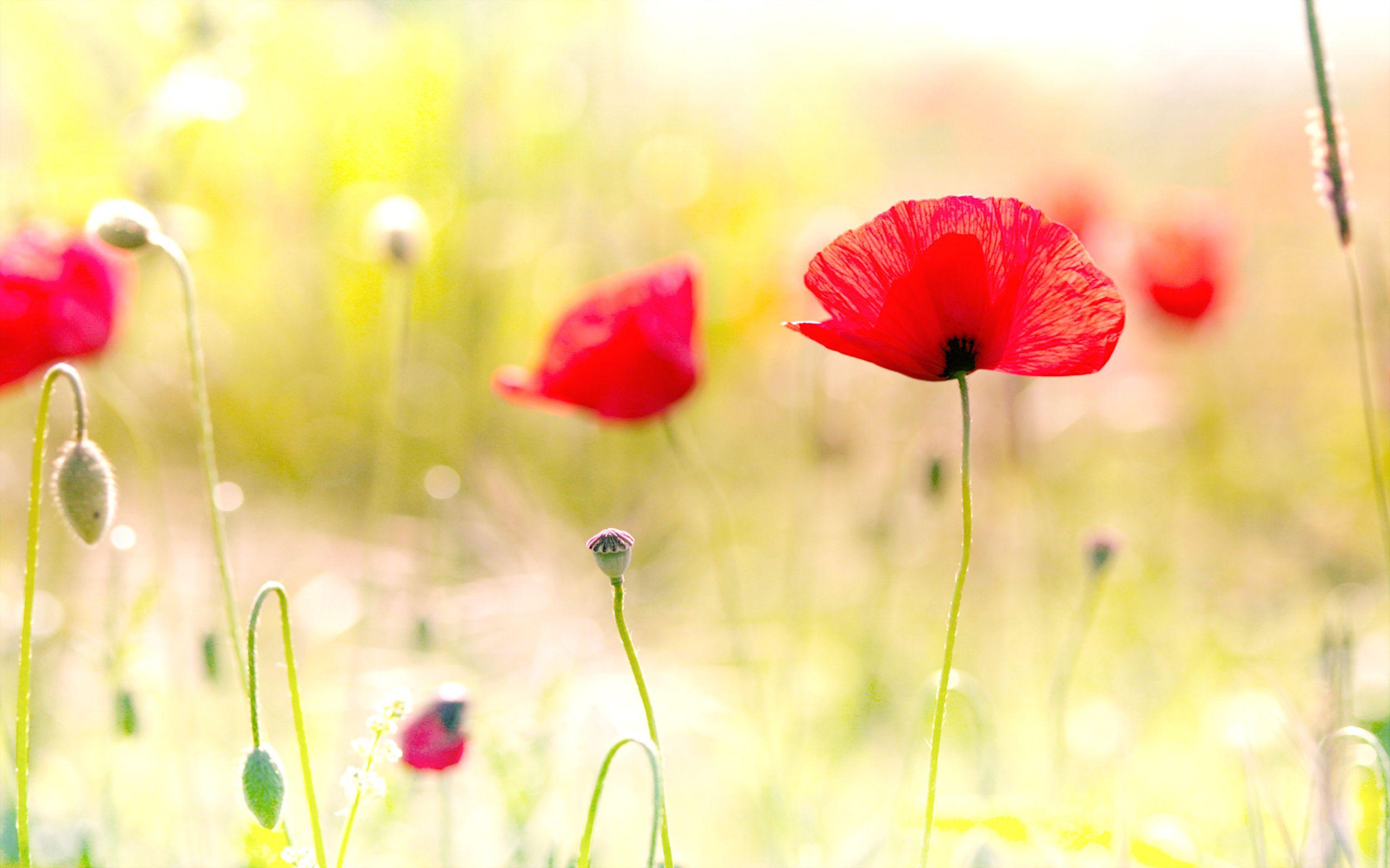 Poppy Flowers, High Definition, High Quality, Widescreen