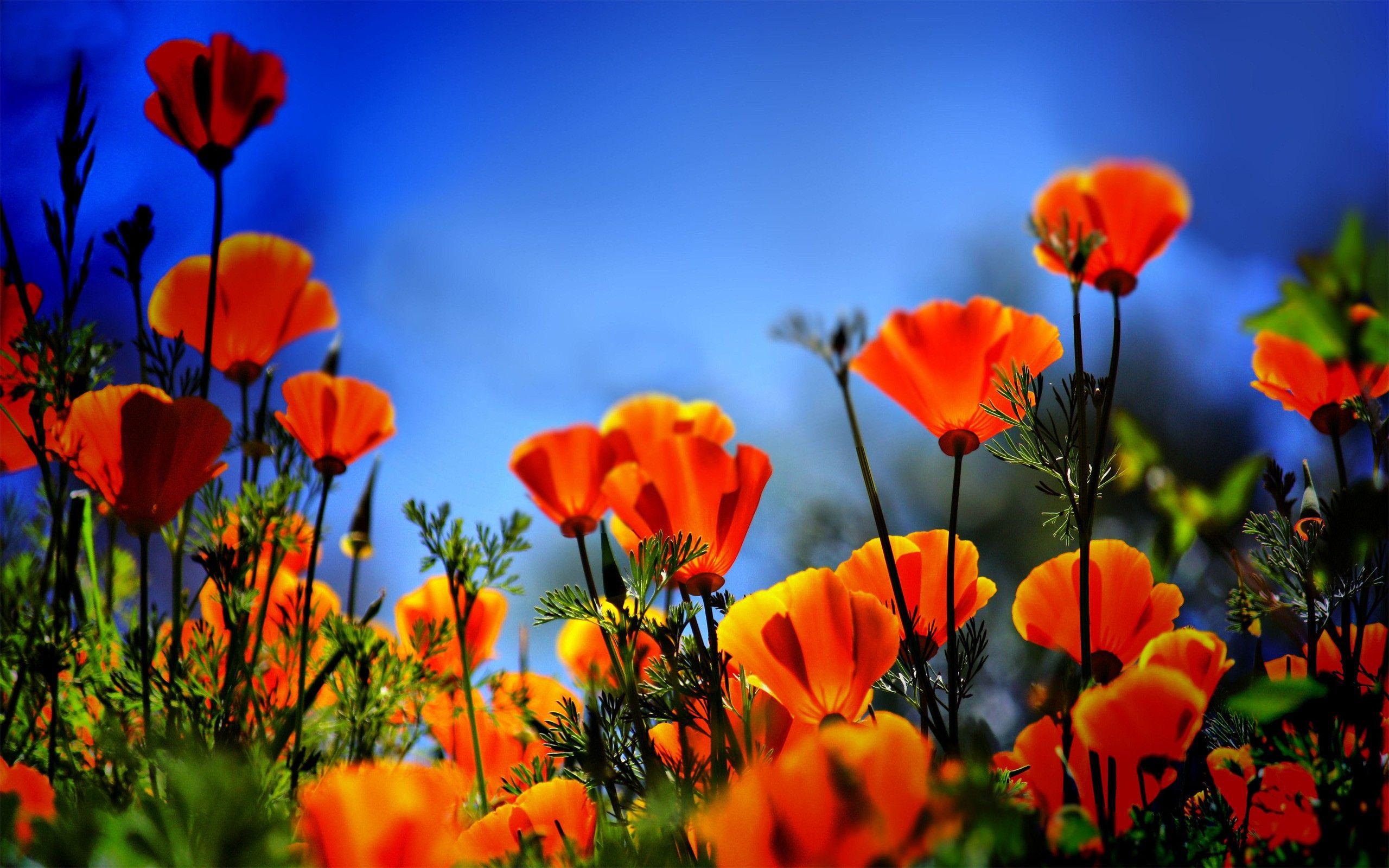 poppy flower image and wallpaper Download