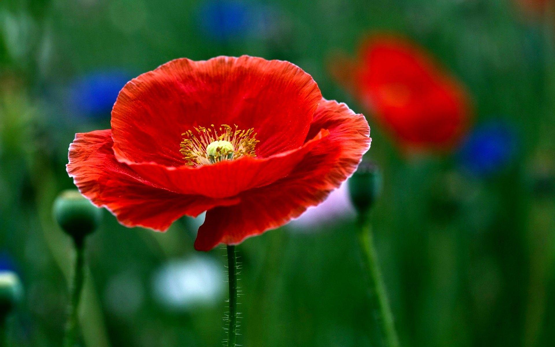 Desktop Wallpaper Red Poppy Flower Close Up Hd Image Picture Background  Uyfim8