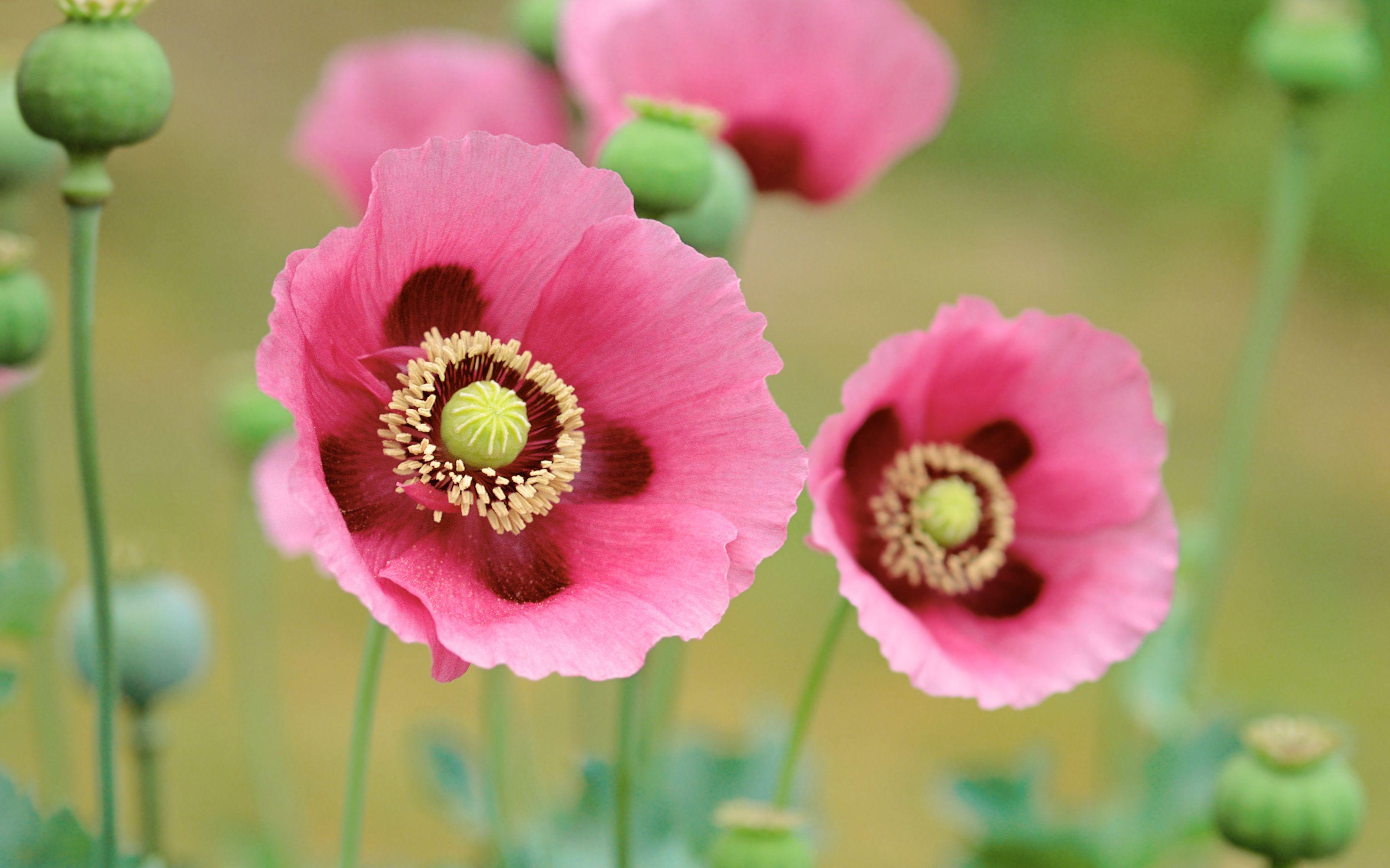 Poppies Flowers, High Definition, High Quality, Widescreen