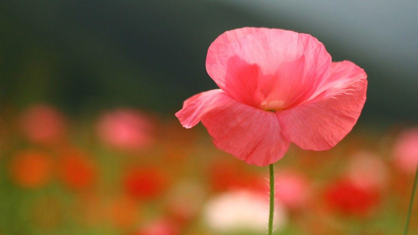 Flowers: Lovely Pink Delicate Lone Beautiful Poppy Flower Wallpaper