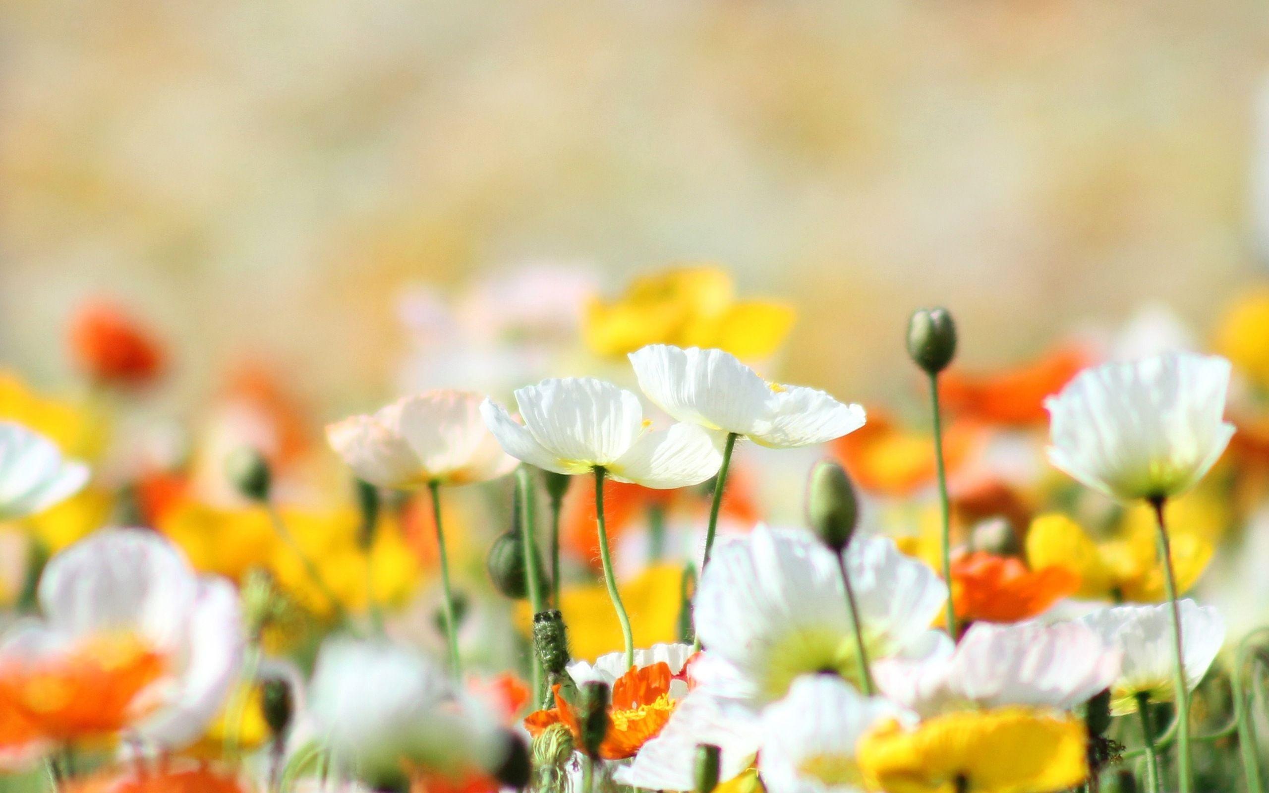 Yellow And White Poppies Flowers Wallpaper