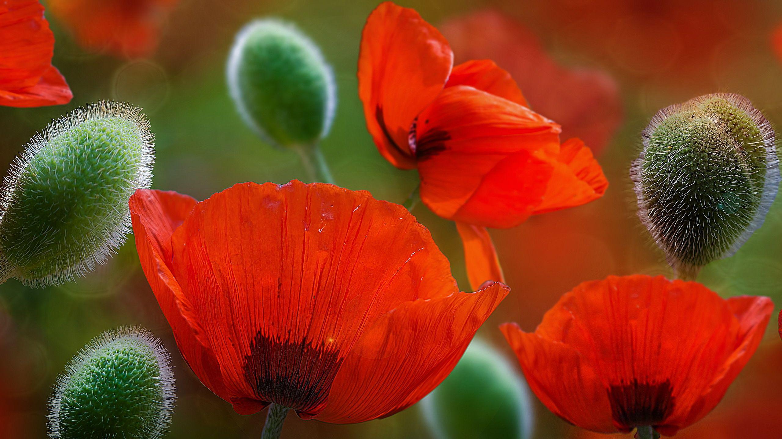 Wallpaper Poppy flowers, Red flowers, Coquelicot, HD, Flowers