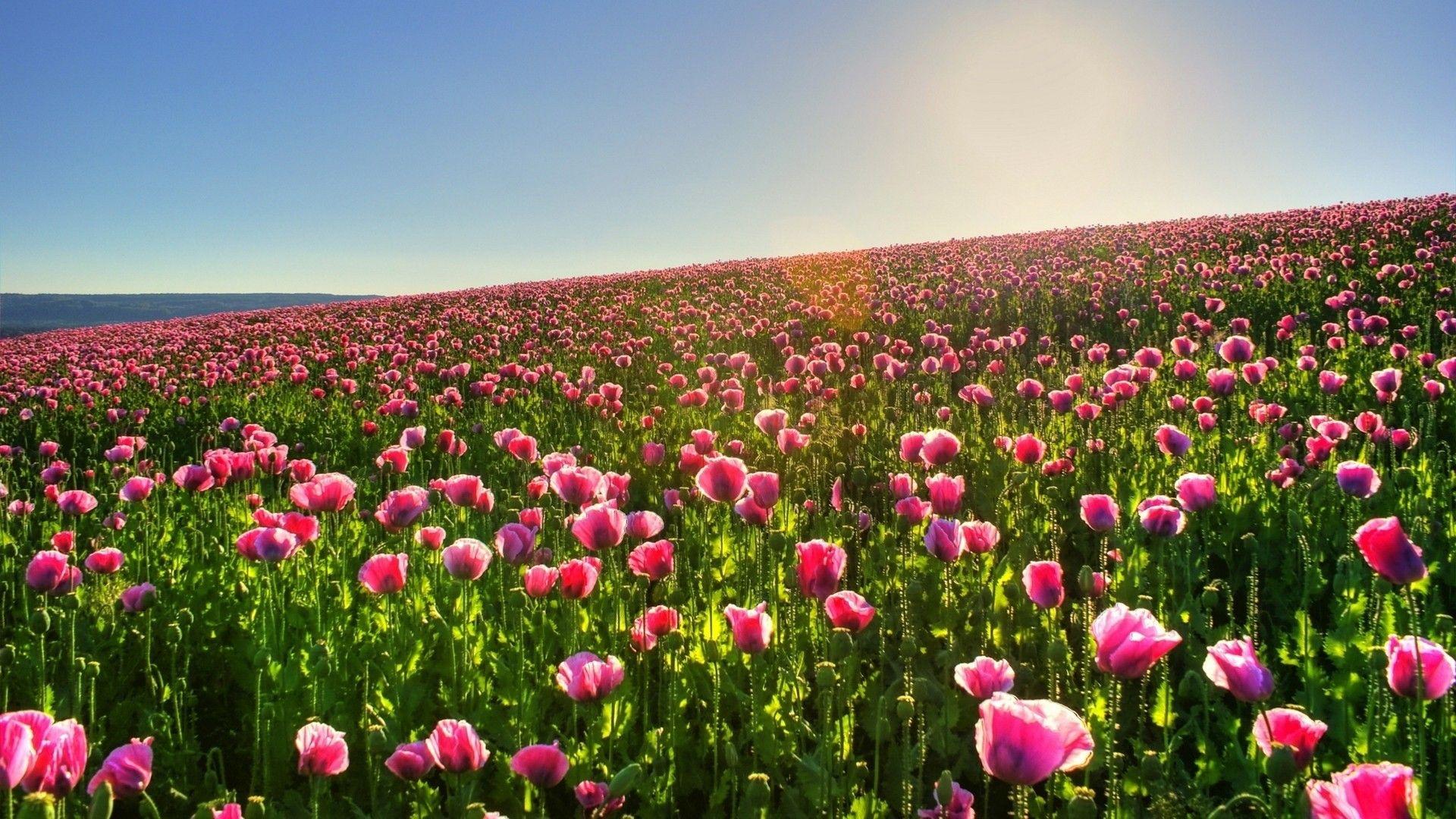 Hillside field of pink poppy flowers wallpaper
