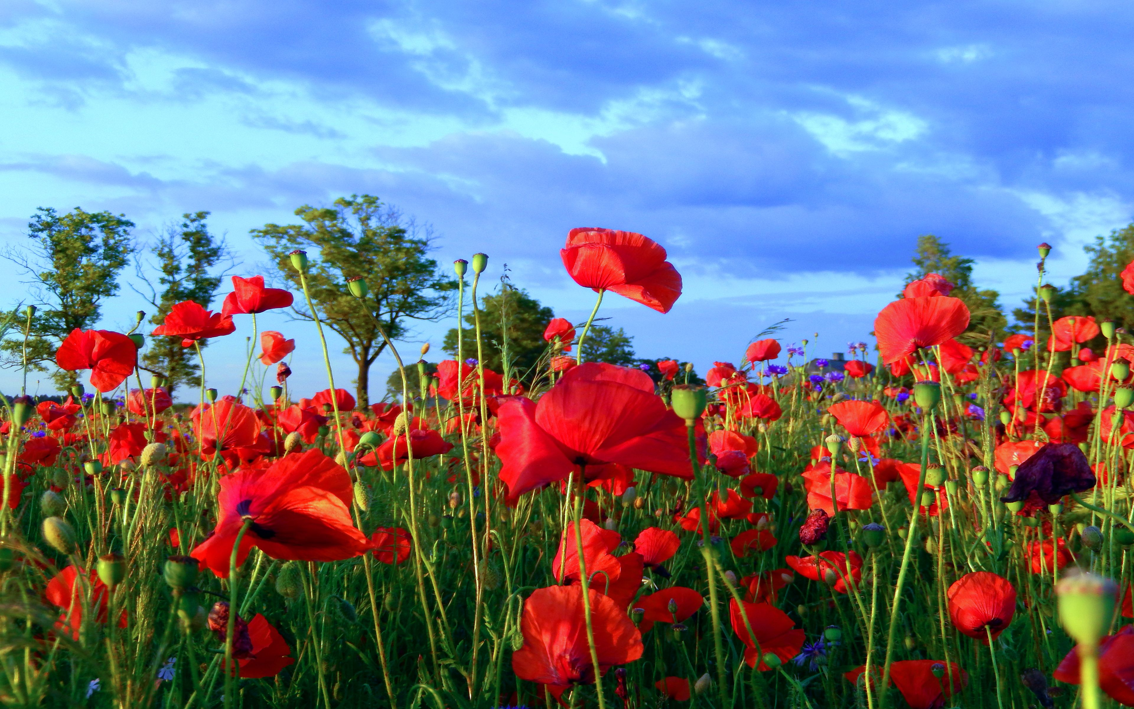 Poppy Flowers Wallpapers - Wallpaper Cave