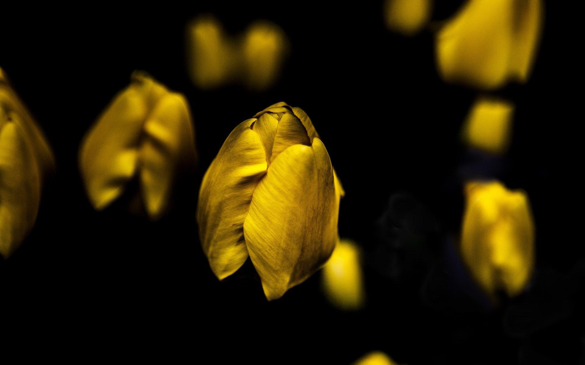 Yellow HD Wallpapers - Wallpaper Cave