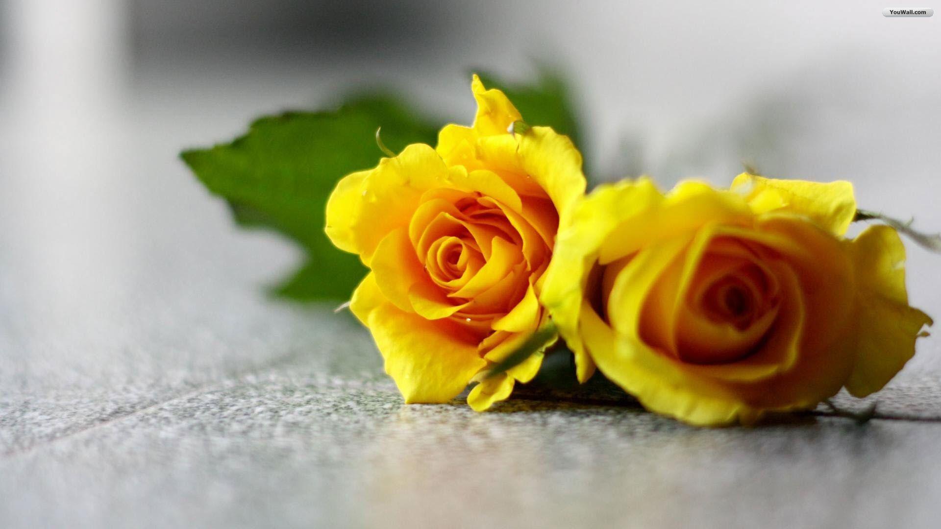Yellow Rose Wallpaper High Quality