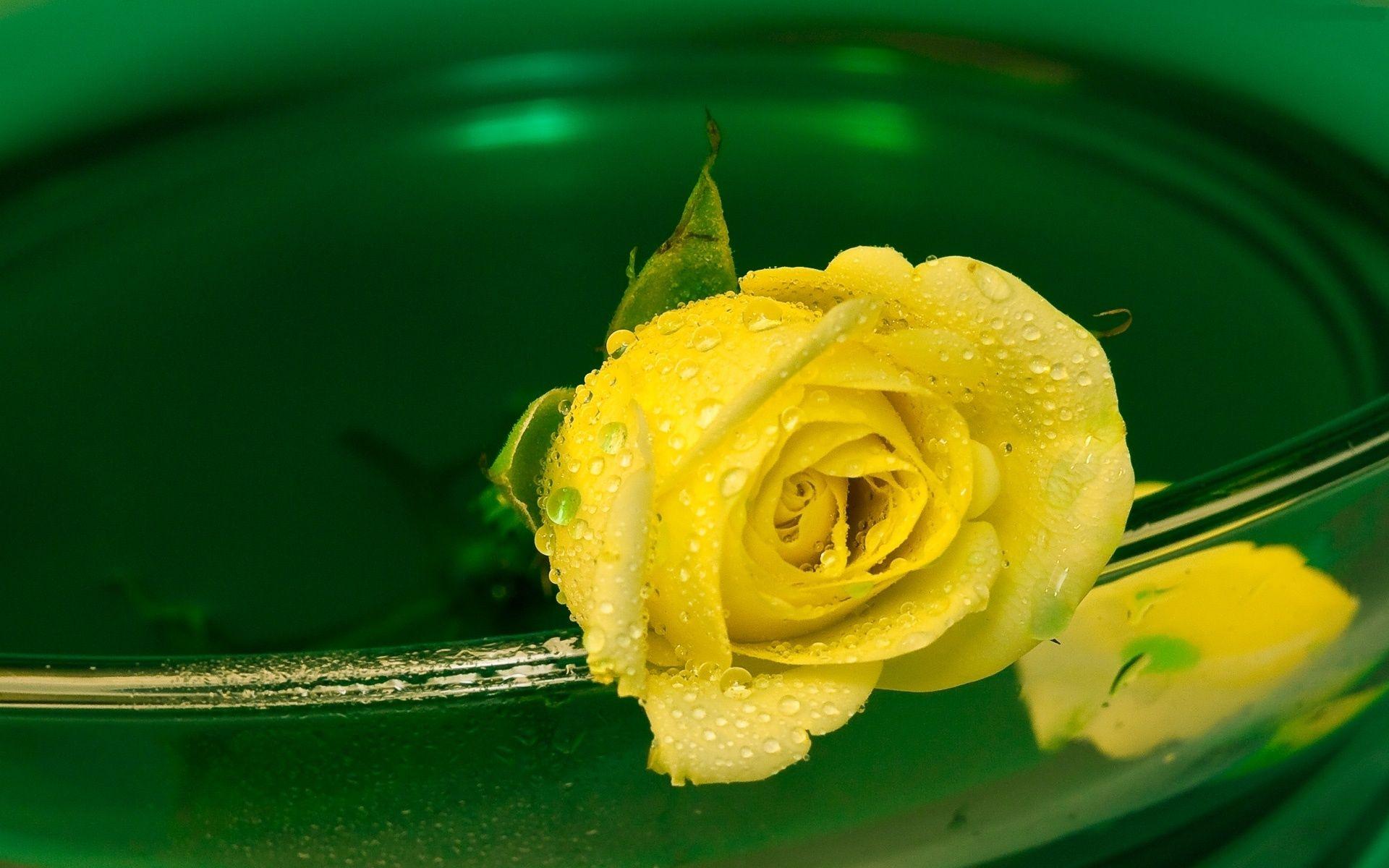 Yellow Rose Wallpaper High Quality