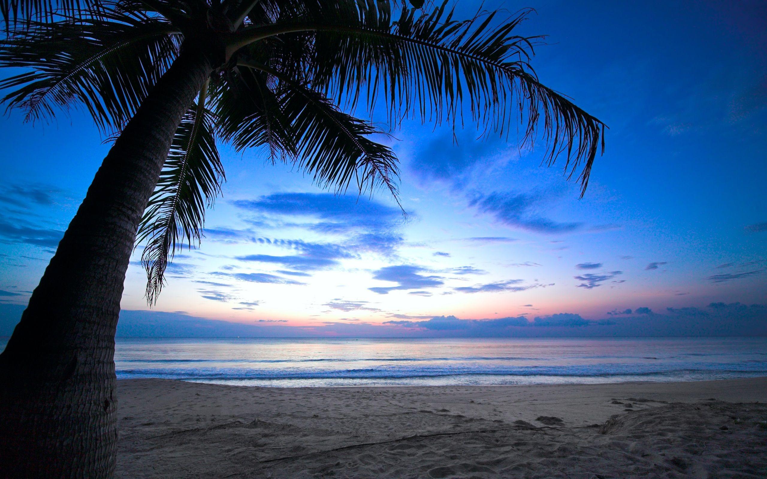 Fondos de pantalla Tropical, palmera, cielo nublado, el Caribe, mar