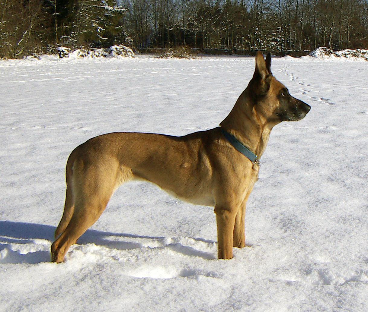 Belgian Shepherd Dog (Malinois) in the snow photo and wallpaper