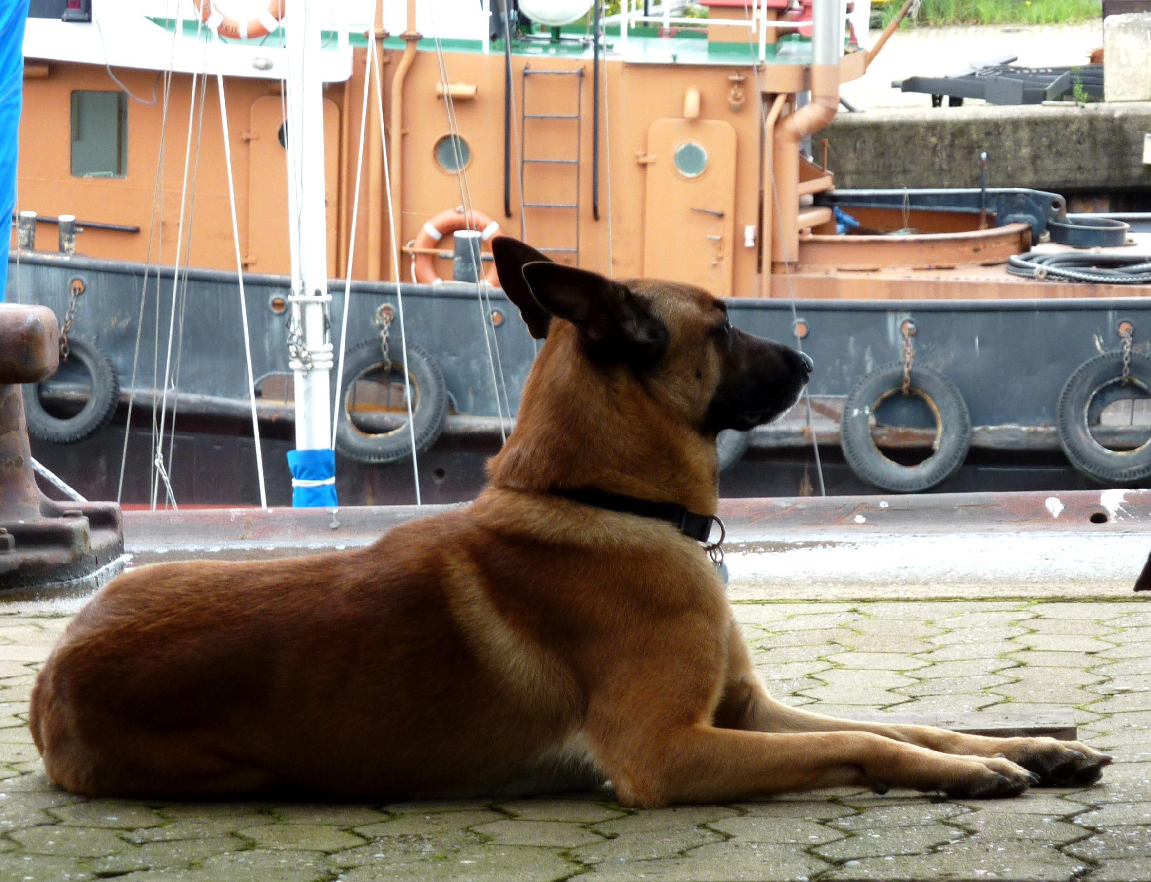 Belgian Shepherd Dog (Malinois) in the port photo and wallpaper