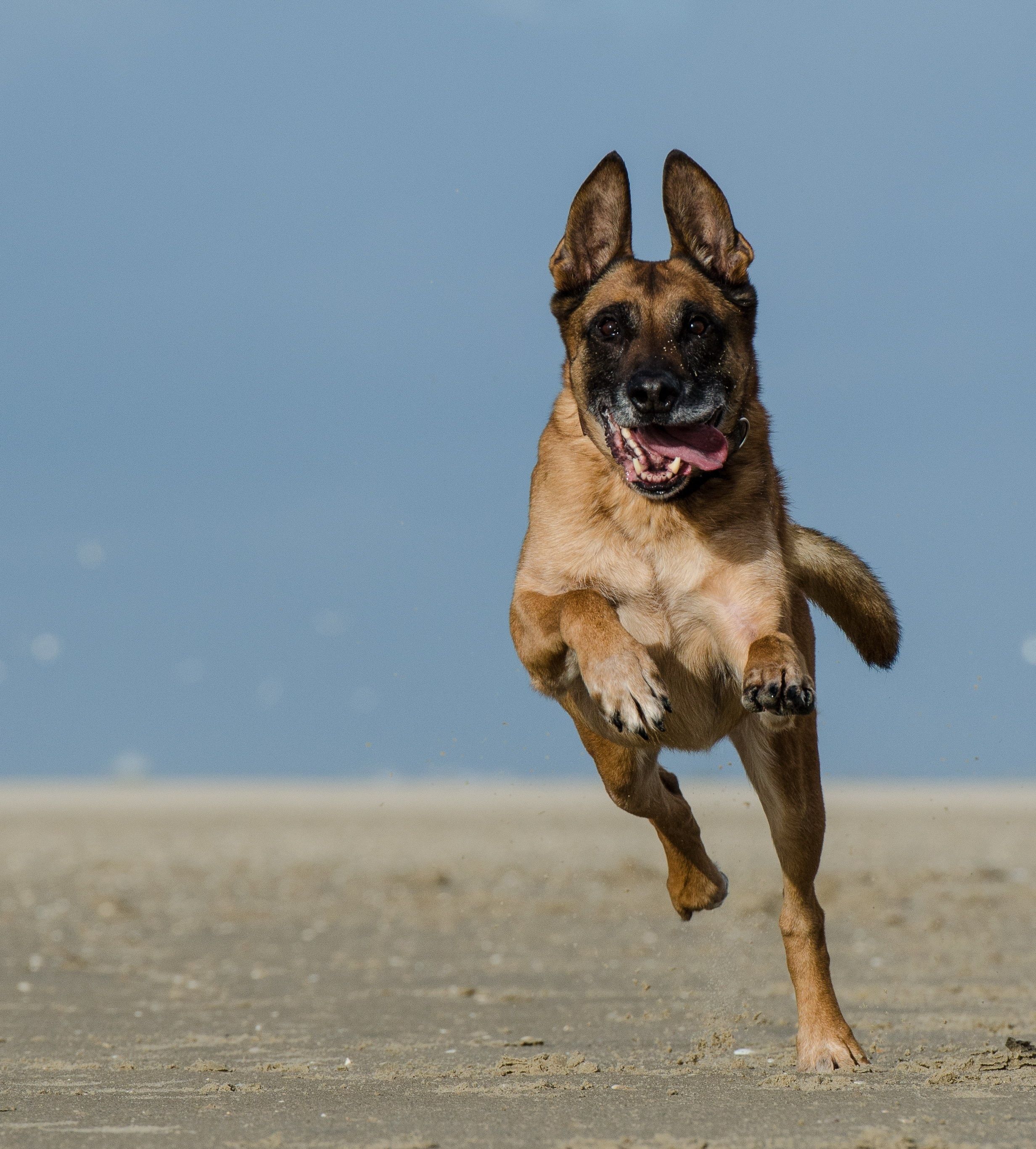 tan and black mask Belgian Malinois running while open mouth during