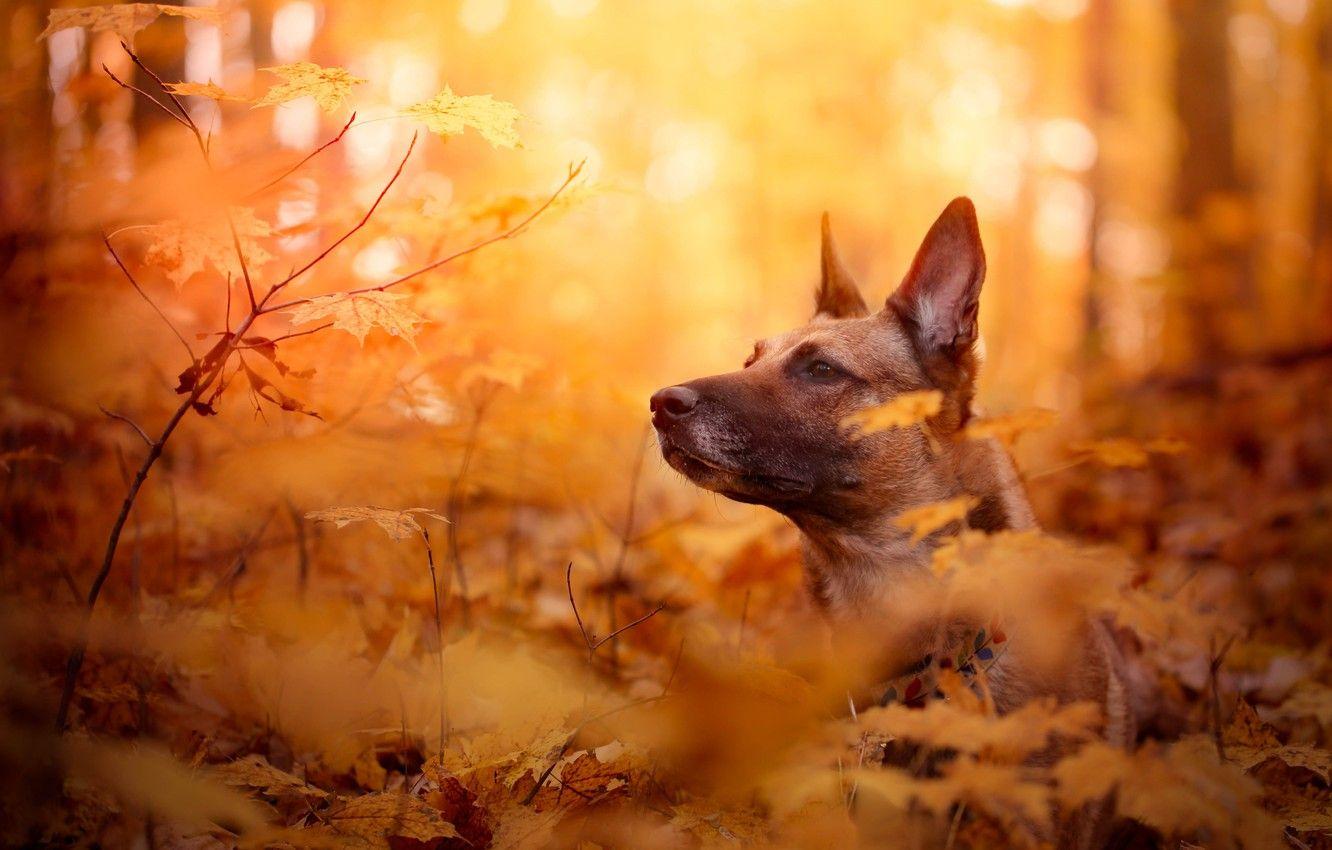 Wallpaper autumn, face, leaves, branches, dog, bokeh, Belgian