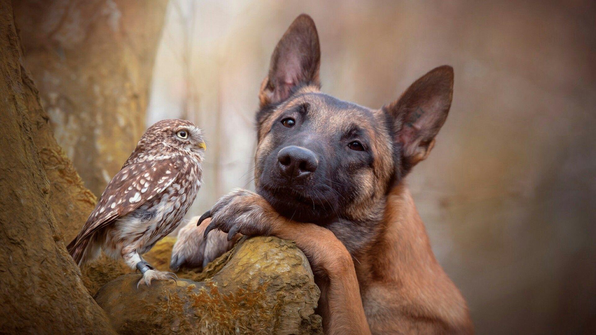 Incredible Friendship Between A Dog And Owl HD Wallpaper. Wallpaper