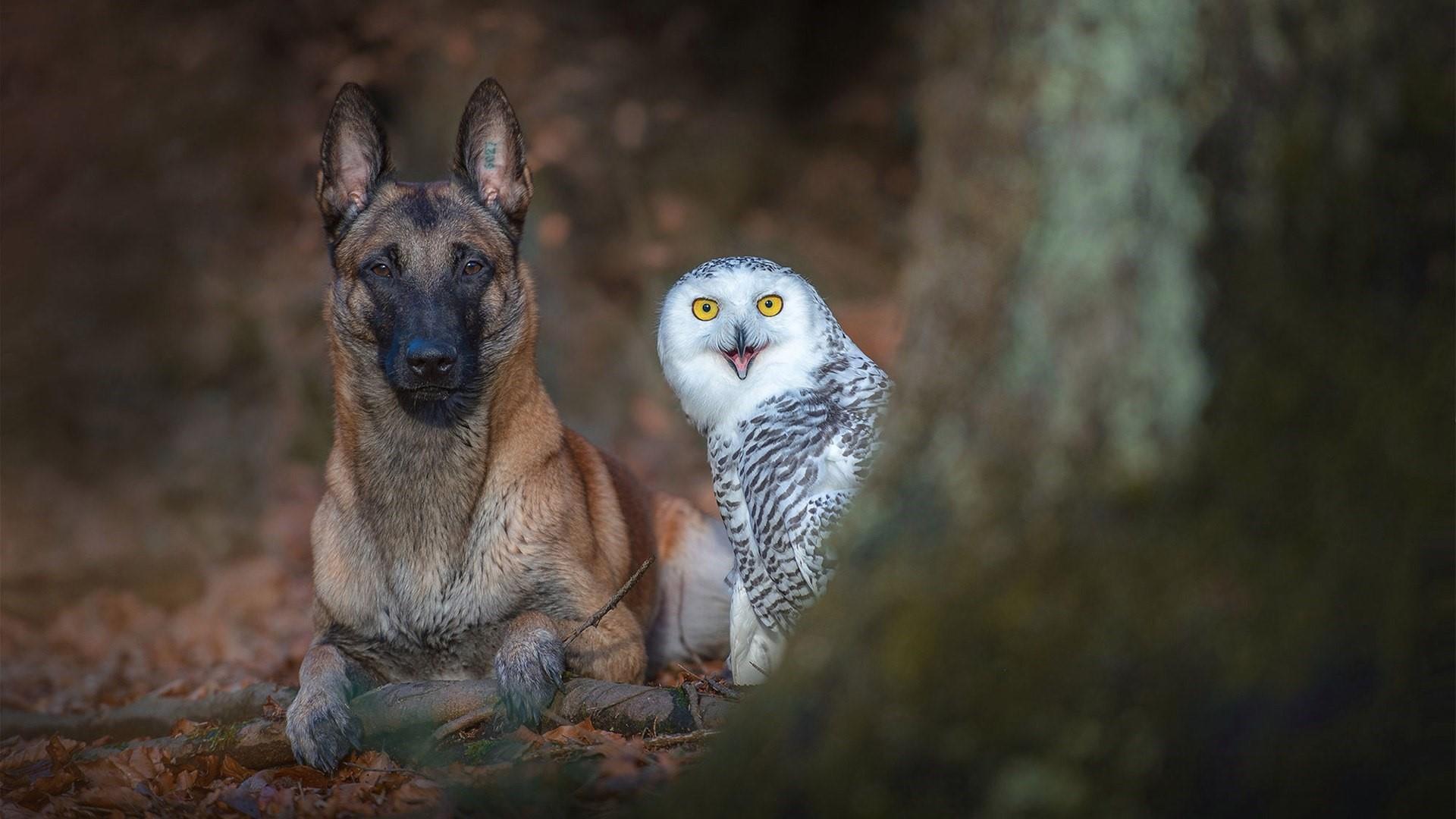 Malinois Belgian Shepherd Dog With A White Owl HD Wallpaper
