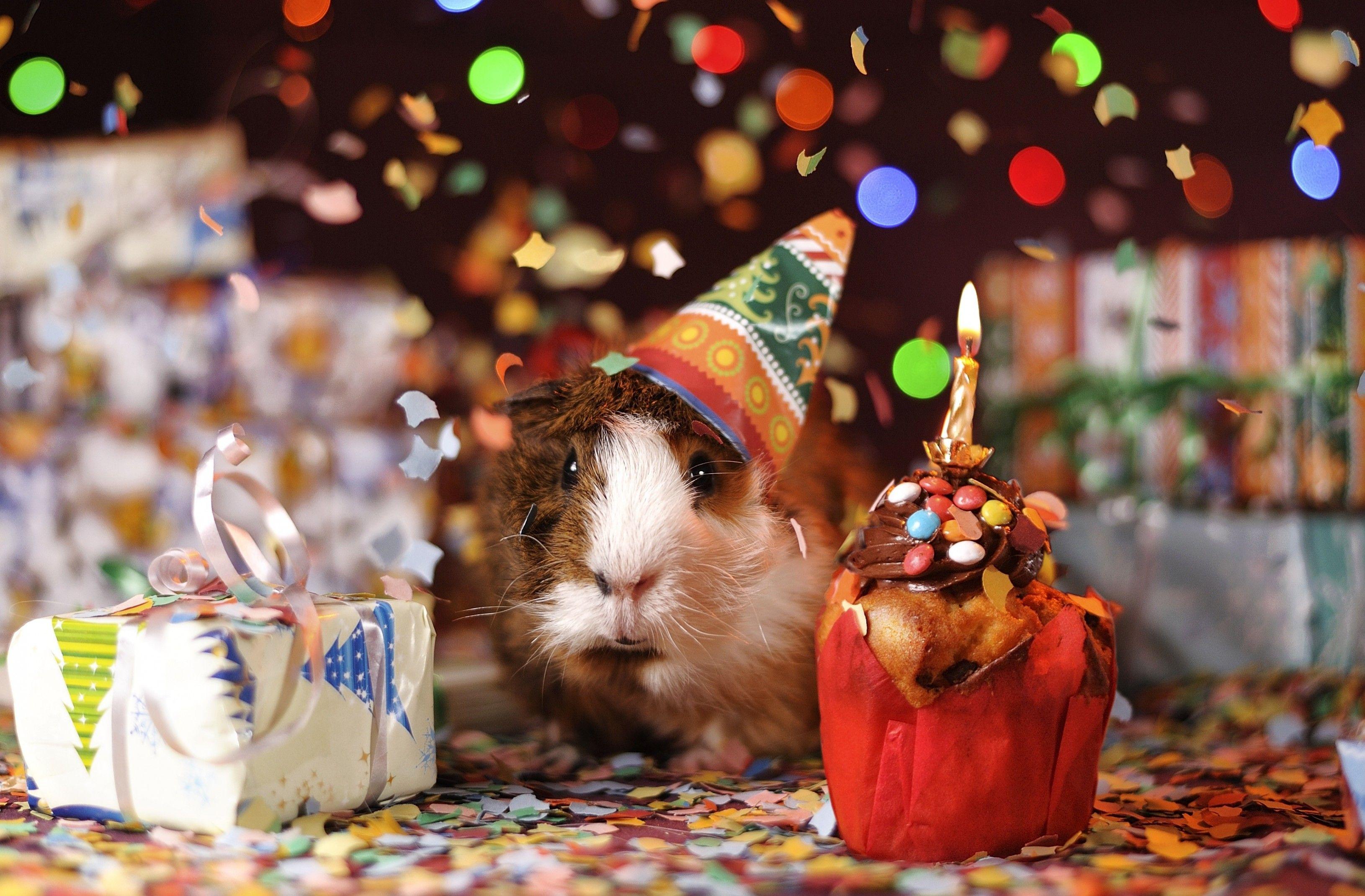 Download 3260x2140 Guinea Pig, New Year Party, Awkward Wallpaper