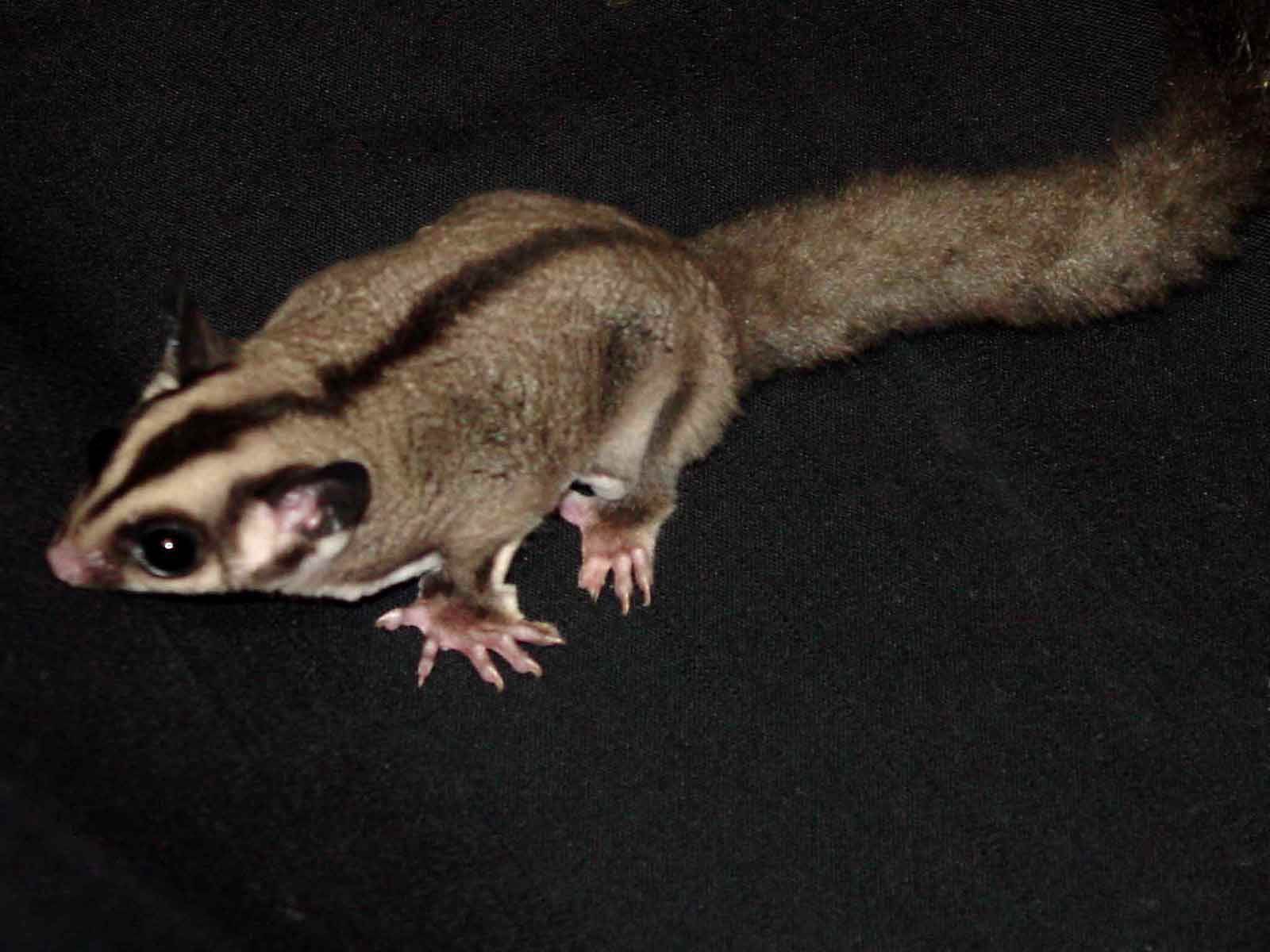 Sugar Glider Wallpapers - Wallpaper Cave