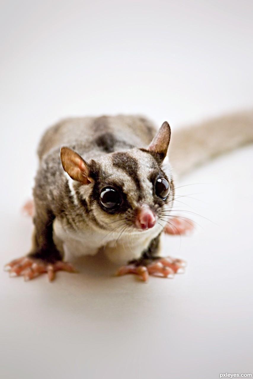 Are Sugar Gliders Good Pets? This is Human Relations You Must Know
