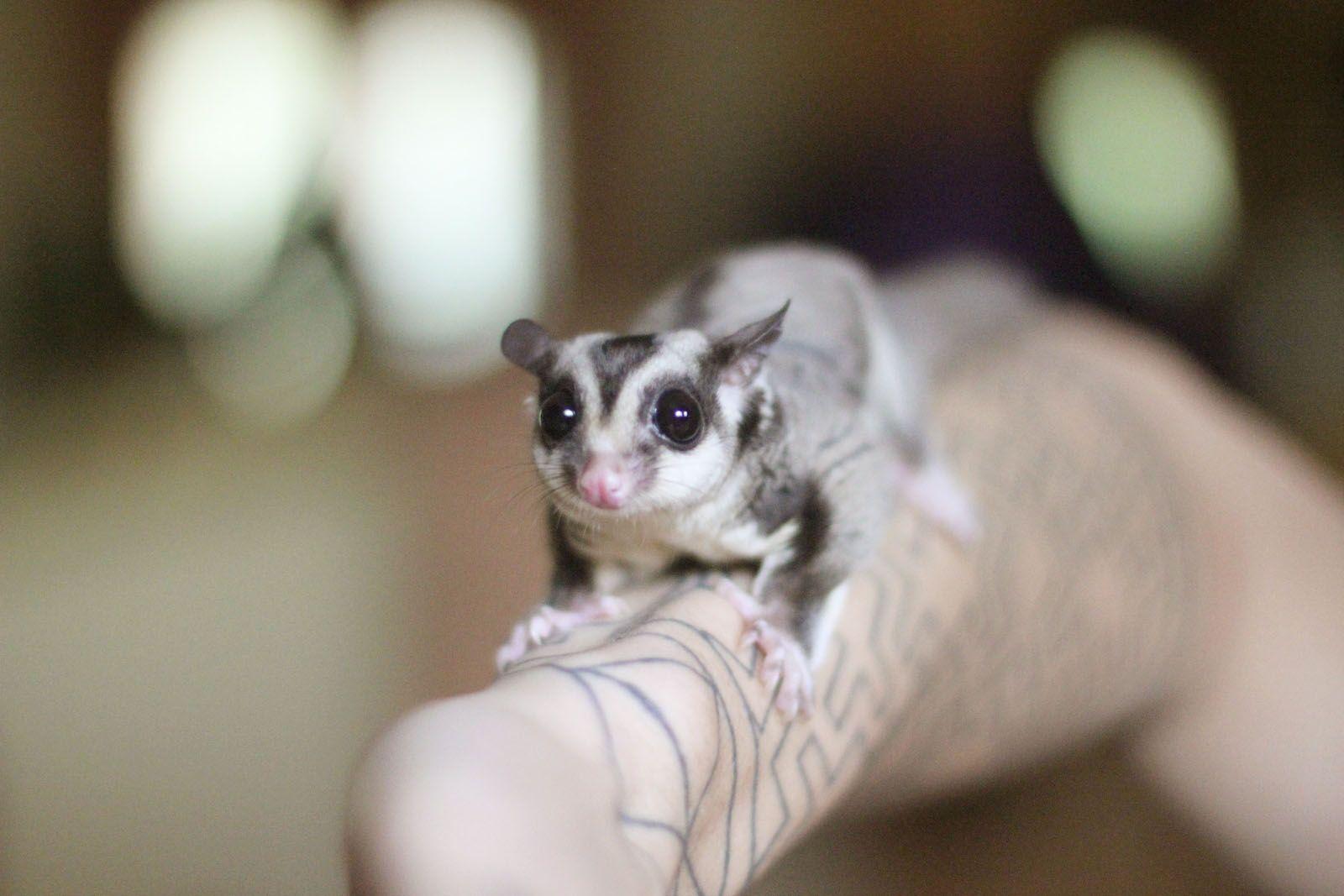 Sugar glider in spanish