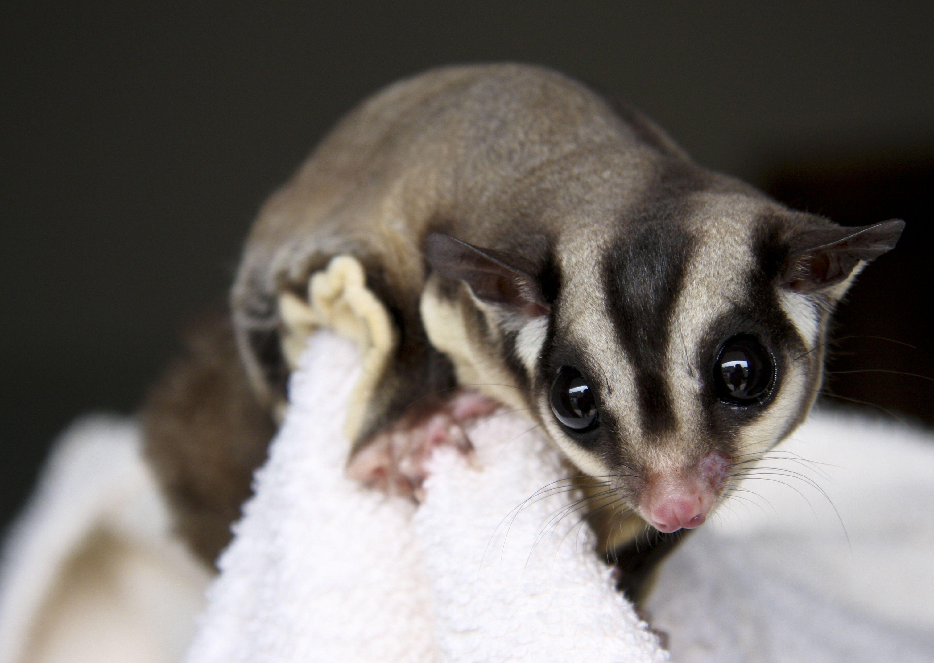 Sugar Glider Wallpapers - Wallpaper Cave