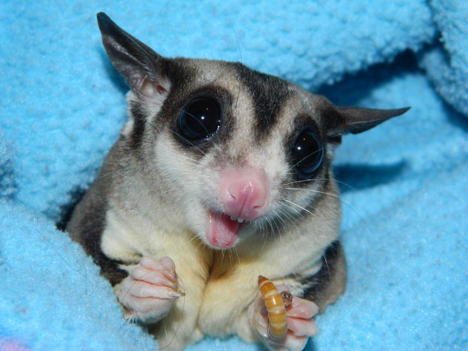 Sugar Glider Wallpapers - Wallpaper Cave