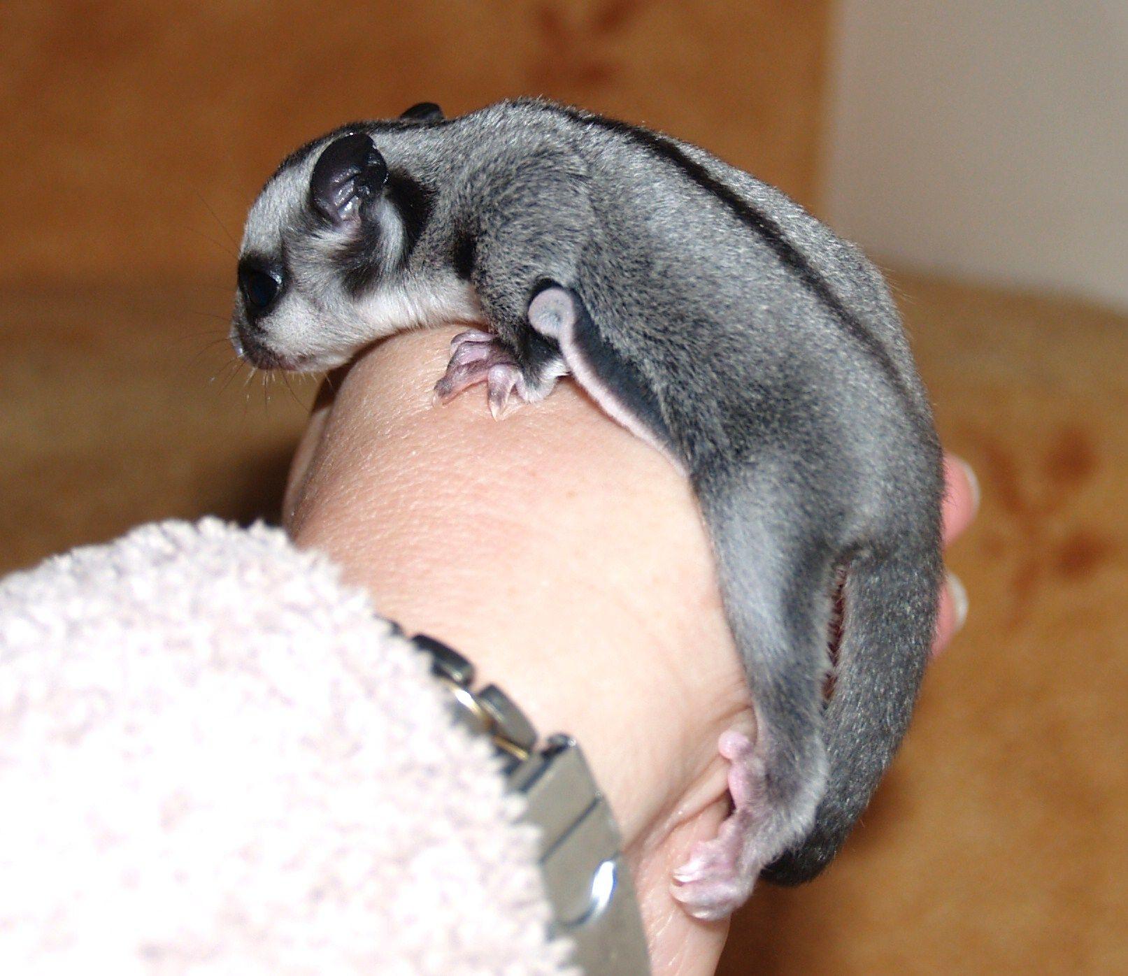 Scotland Sugar Glider Joeys