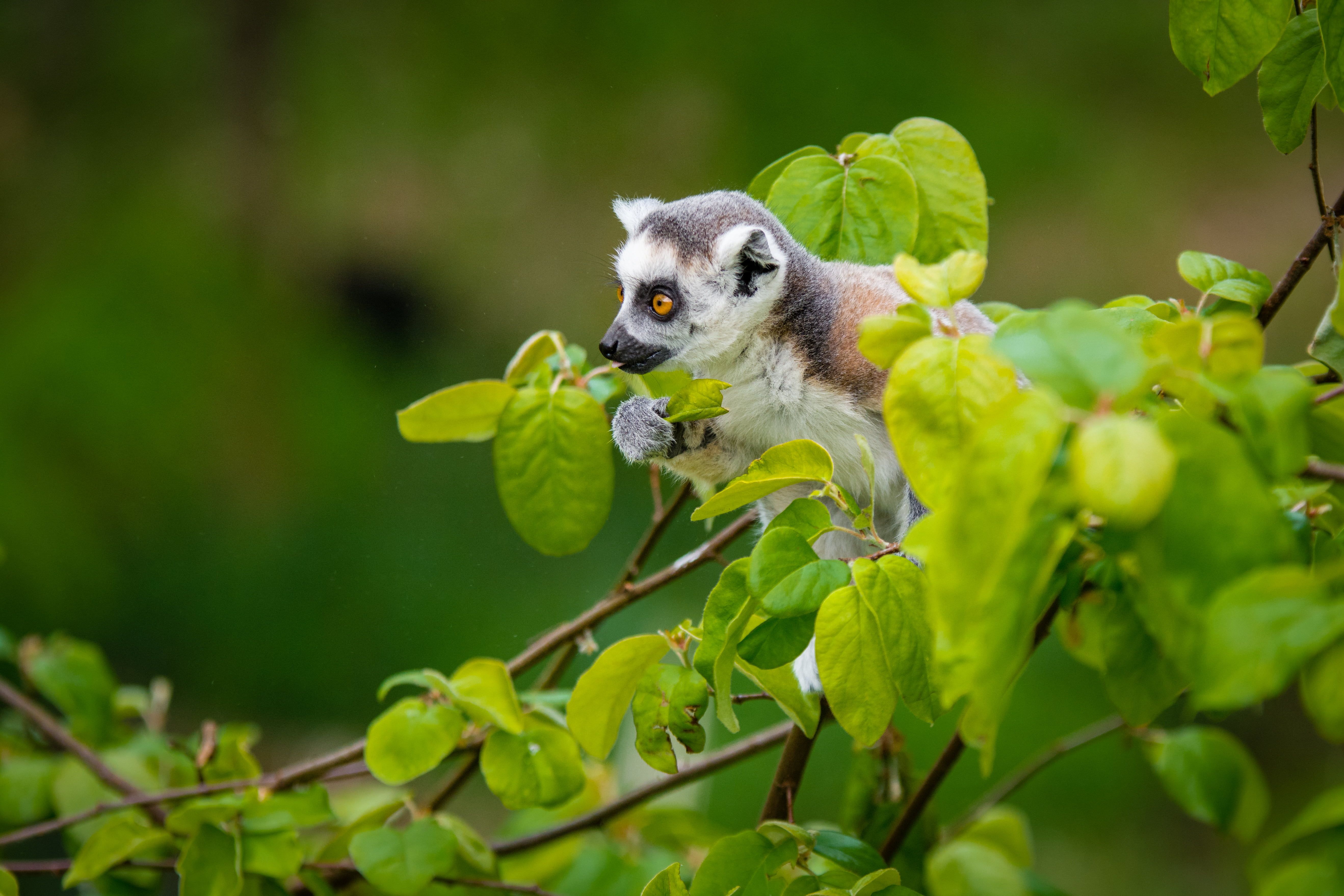 White And Brown Sugar Glider On Green Tree, Ring Tailed Lemur HD