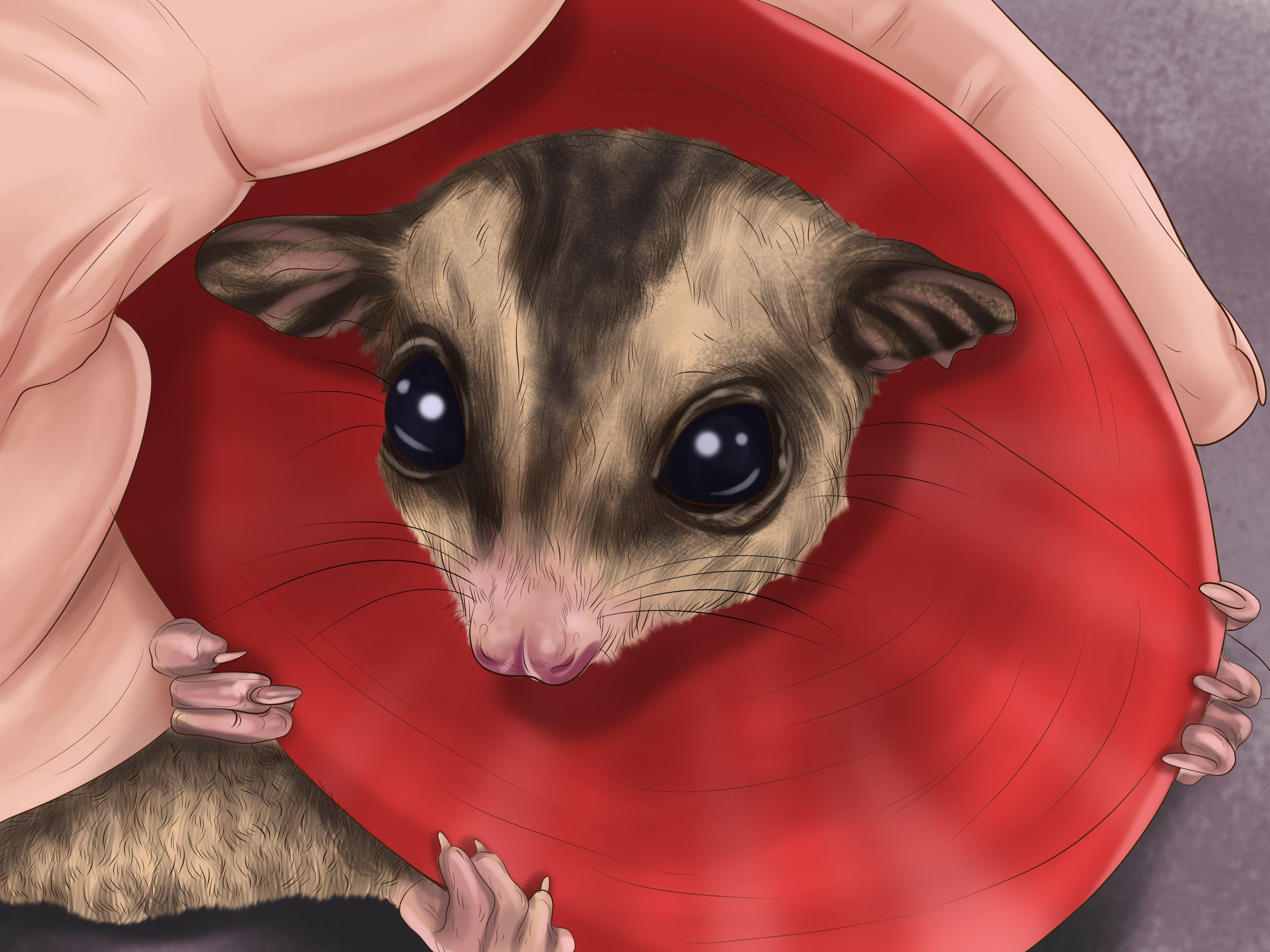 How to Pick a Healthy Sugar Glider: 11 Steps (with Picture)