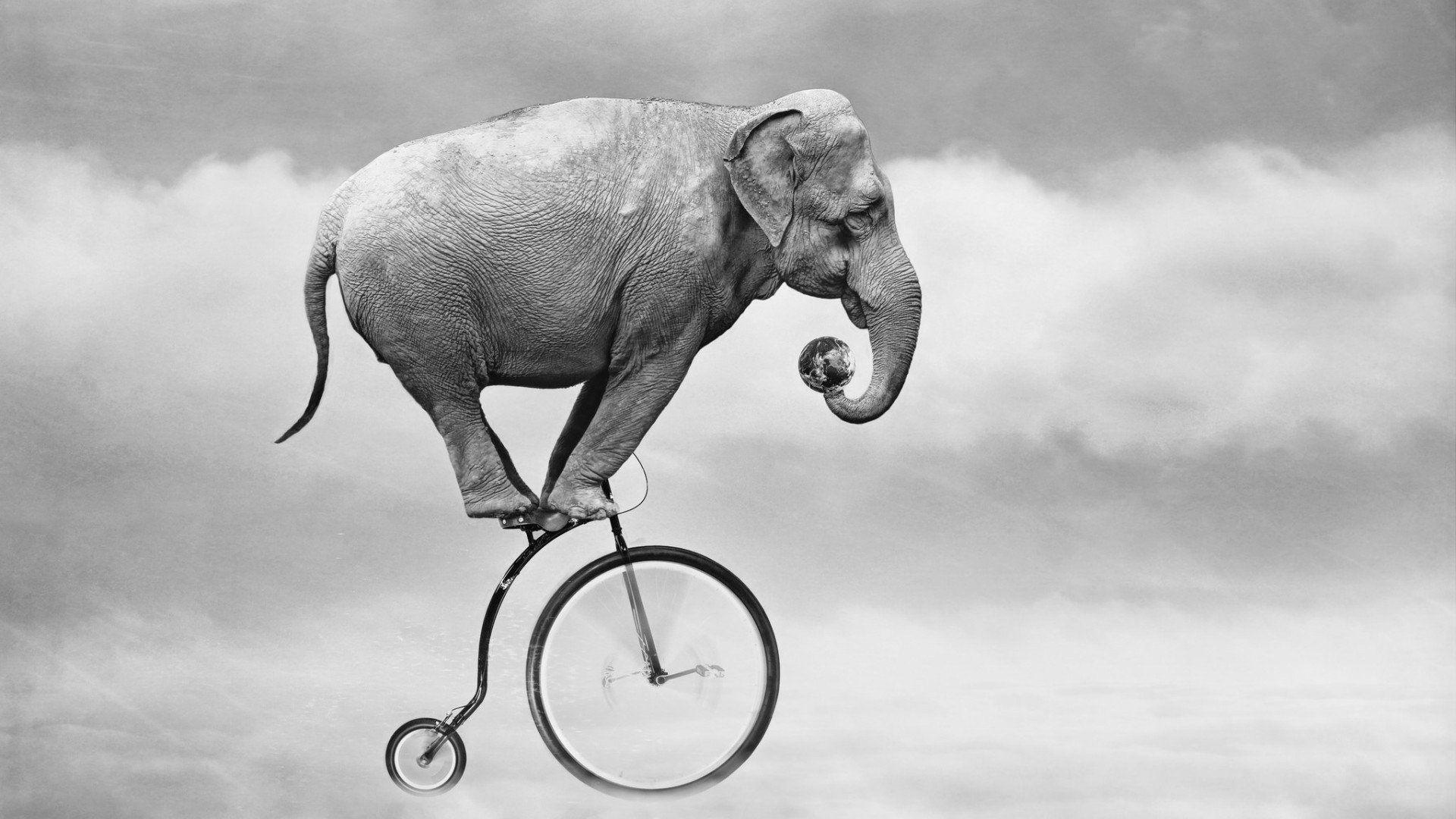 elefante, Bicicleta, Abstracto, Humor Wallpaper HD / Desktop