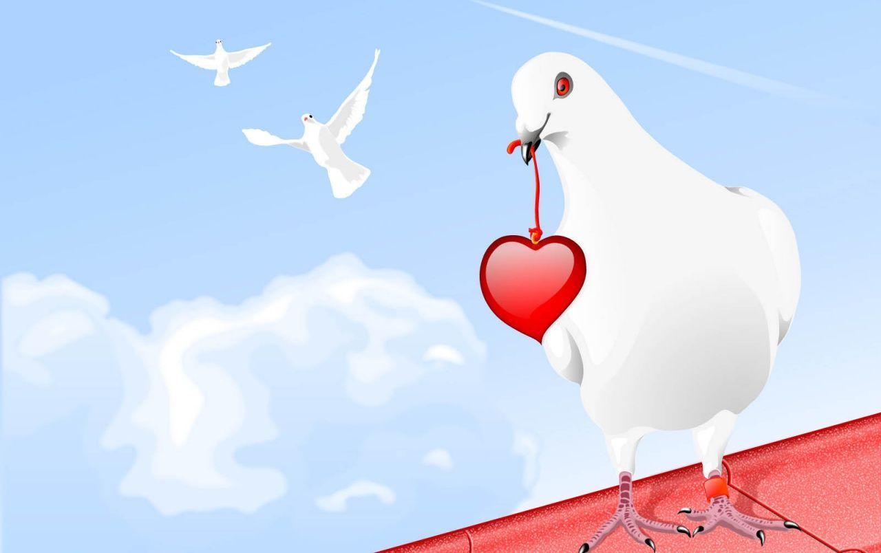 60 Dove HD Wallpapers and Backgrounds
