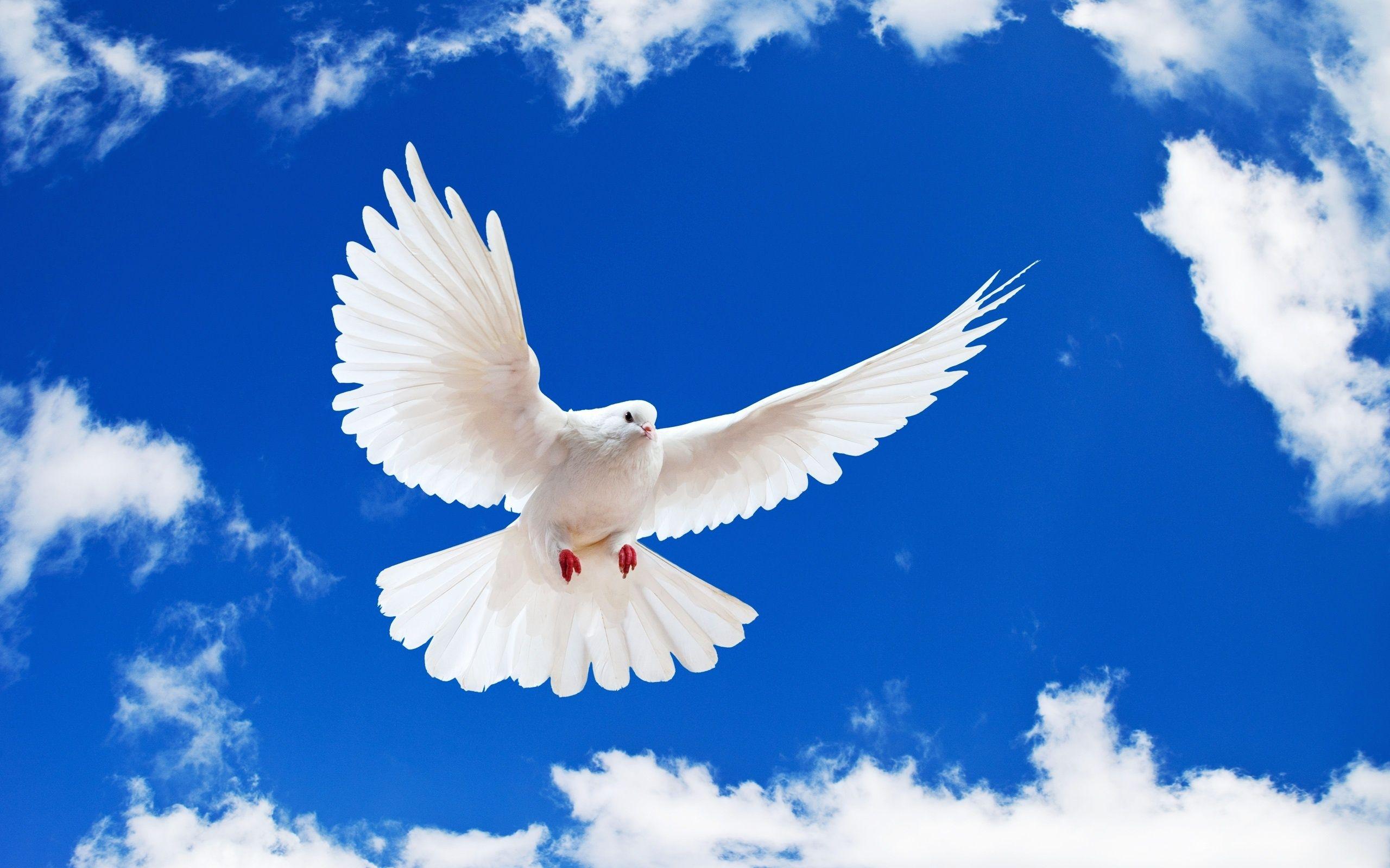Wallpaper White Dove, Blue Sky, Clouds, HD, Animals