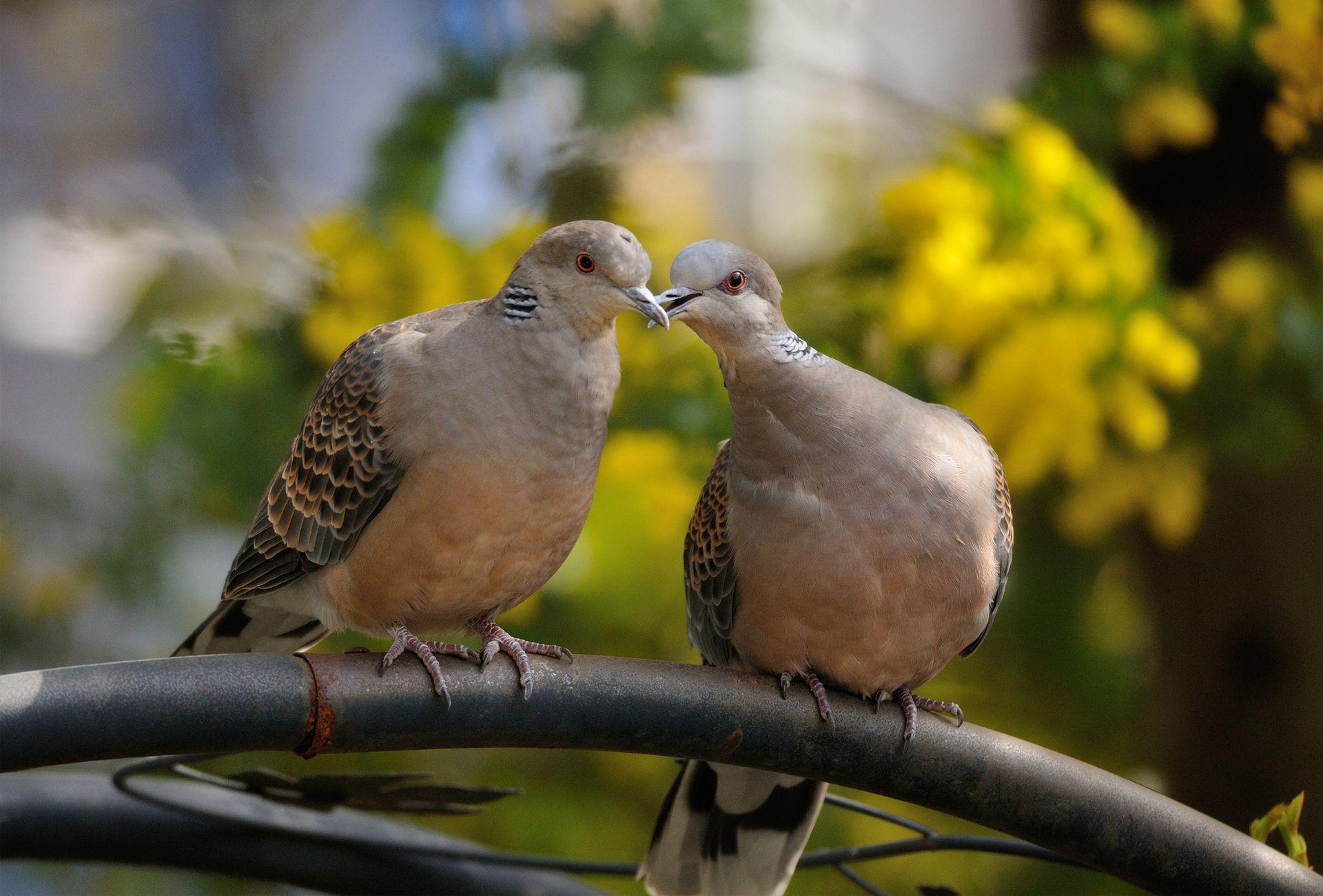 Lovely HD Dove Bird Wallpaper