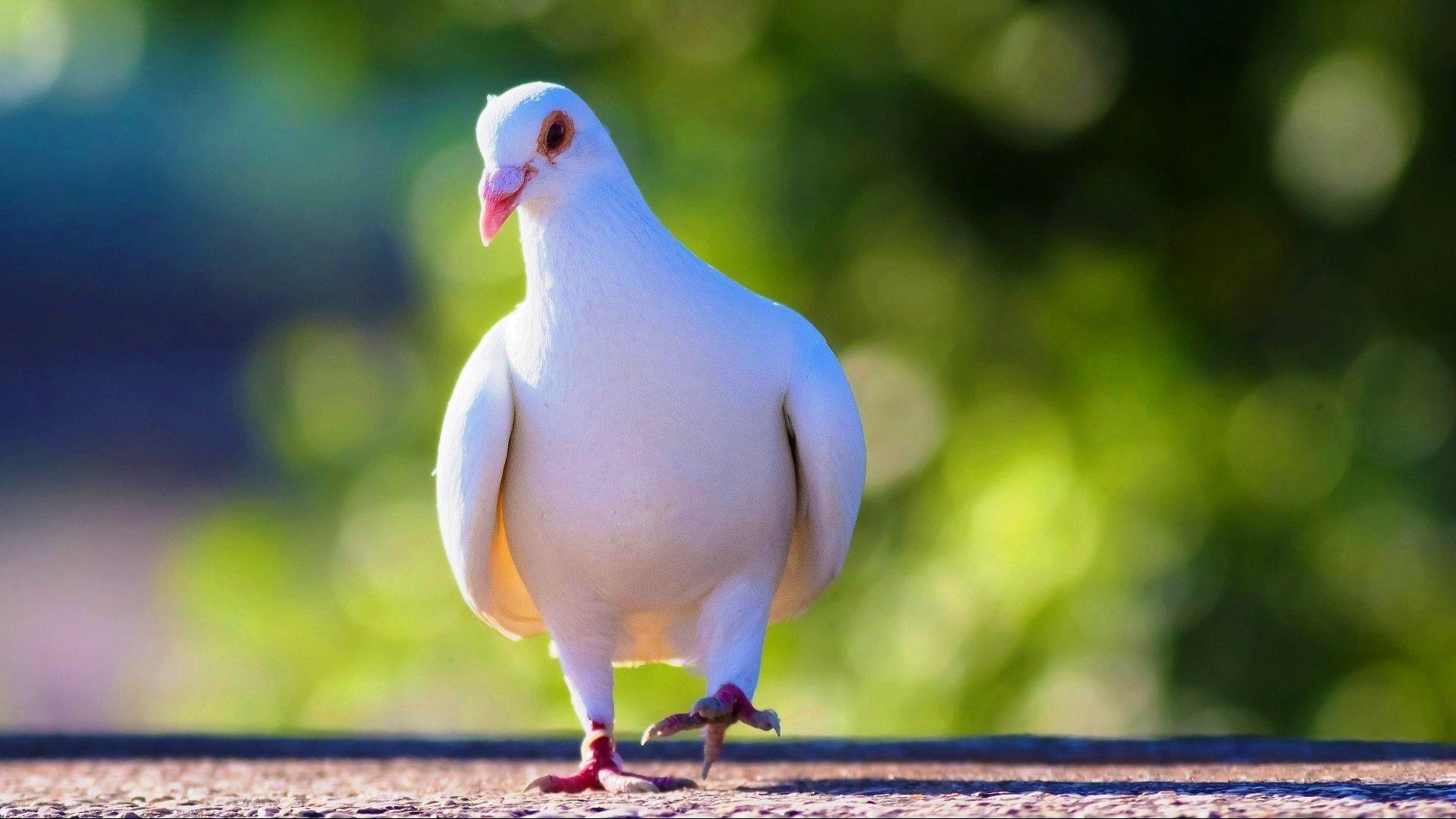 Dove Wallpaper and Background Image