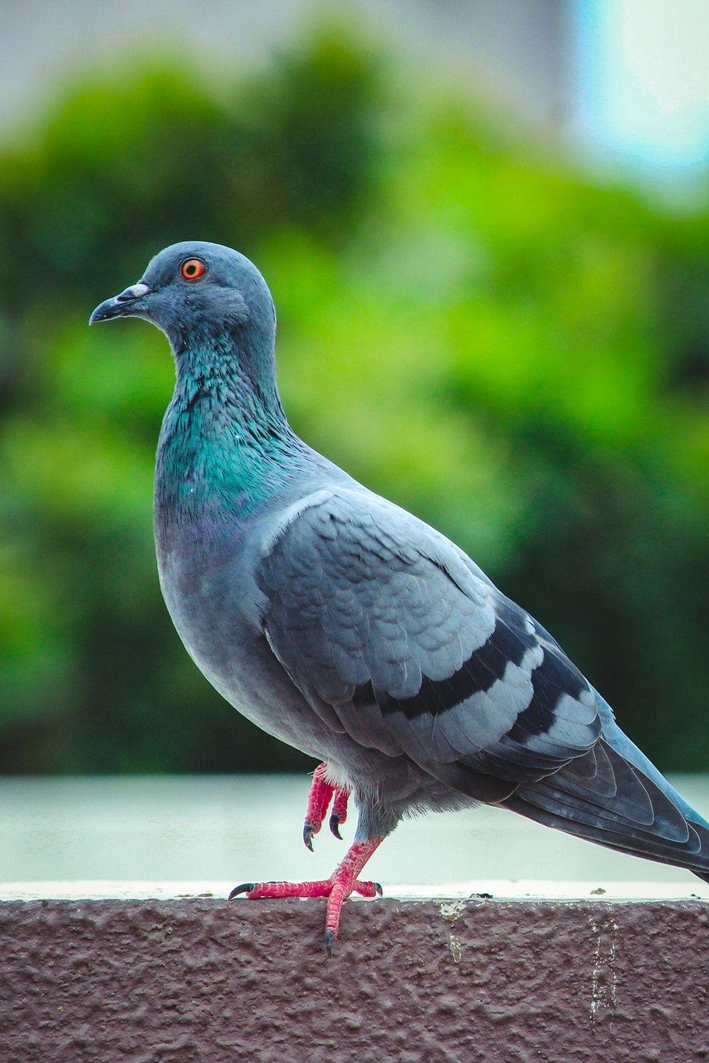 Pigeon Picture. Download Free Image