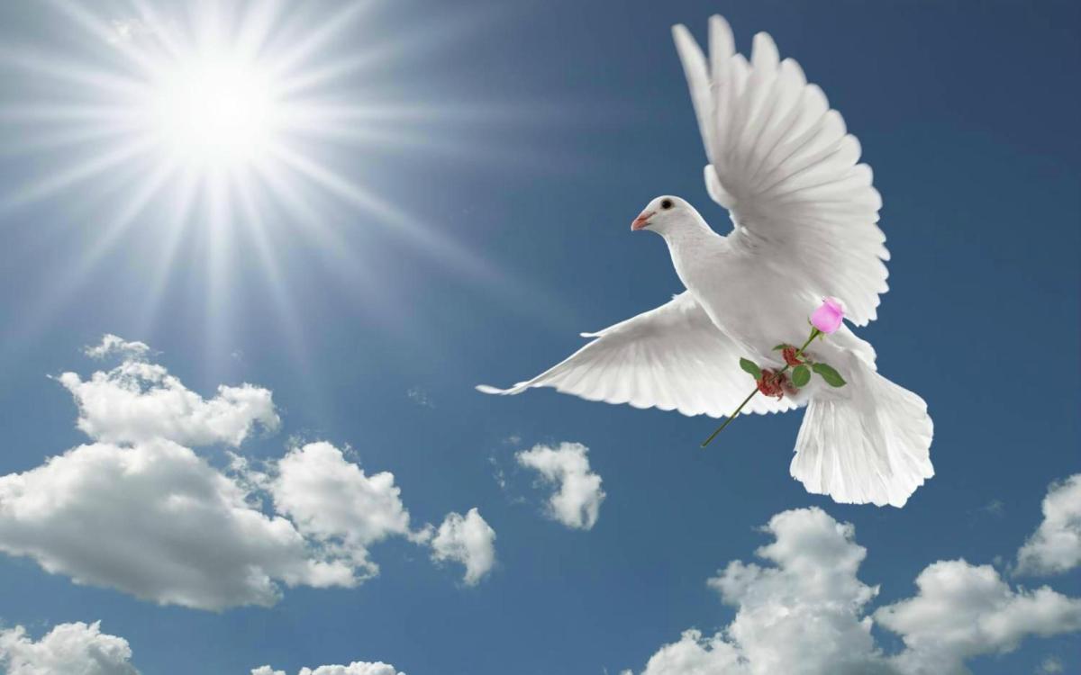 Blessings of the Morning Dove