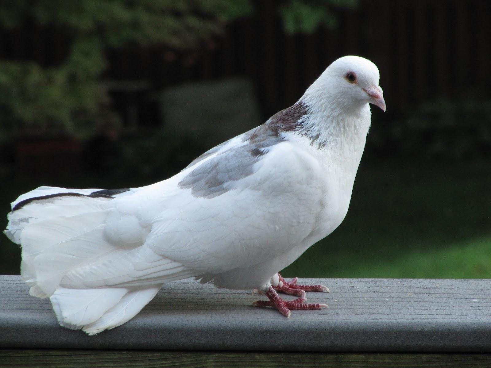 Beautiful White Pigeons Standing