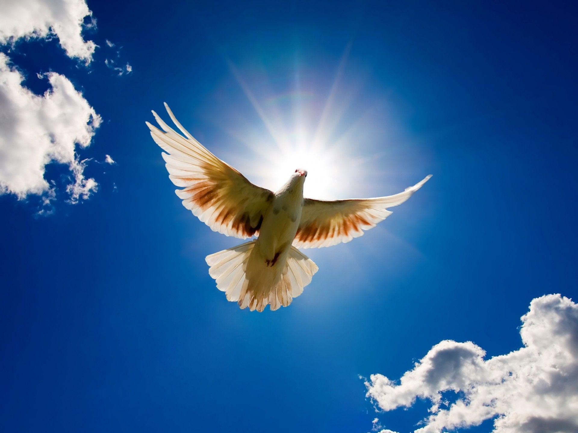 picture of the sun in the sky.. dove bird from the sky