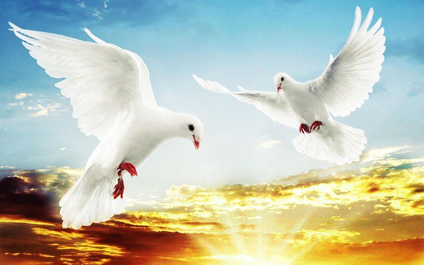 Dove Wallpaper and Background Image