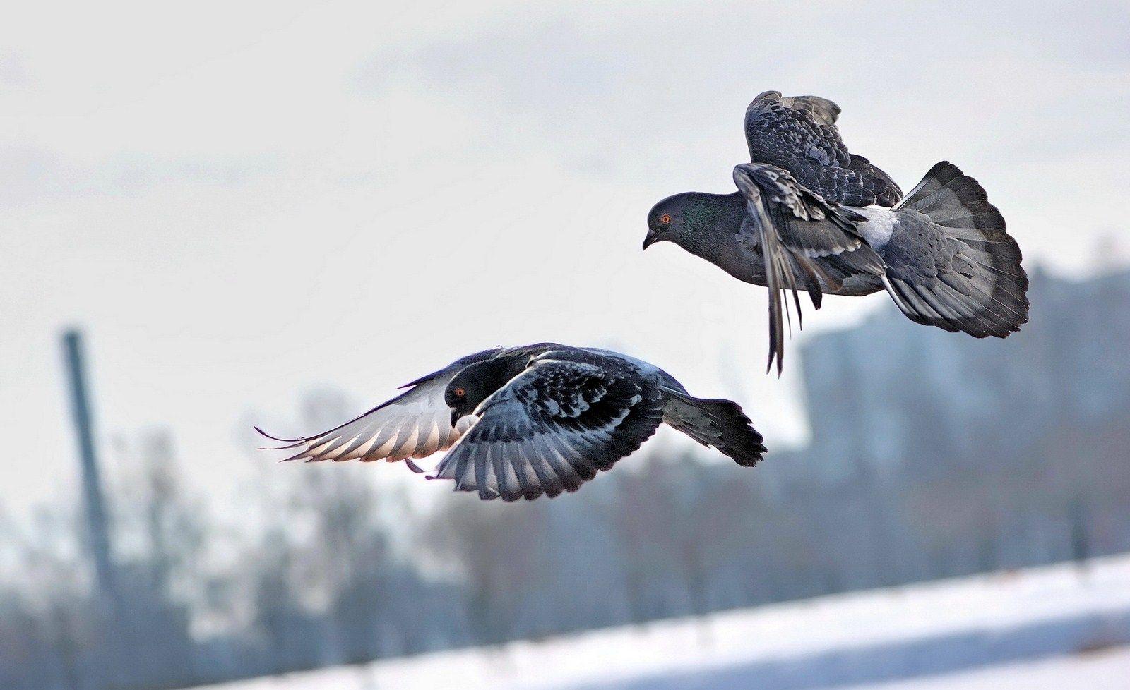 Two dove flying free pics HD free download