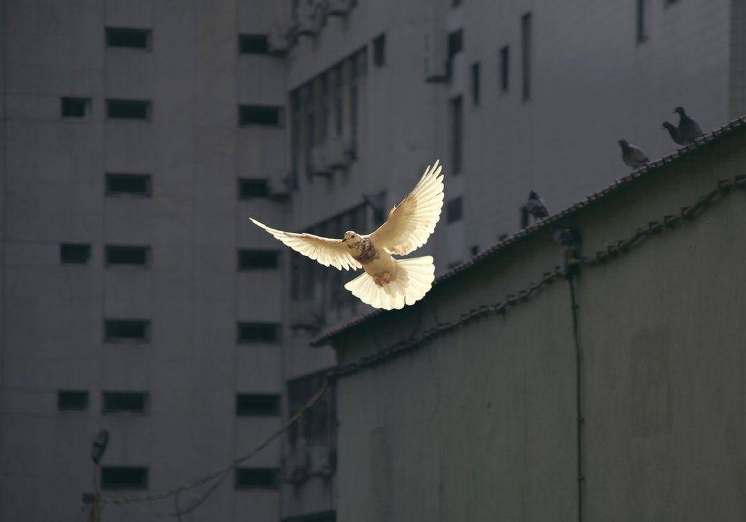Peace Picture. Download Free Image