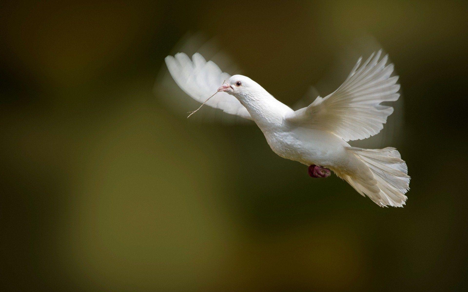 Flying white dove HD wallpaper download