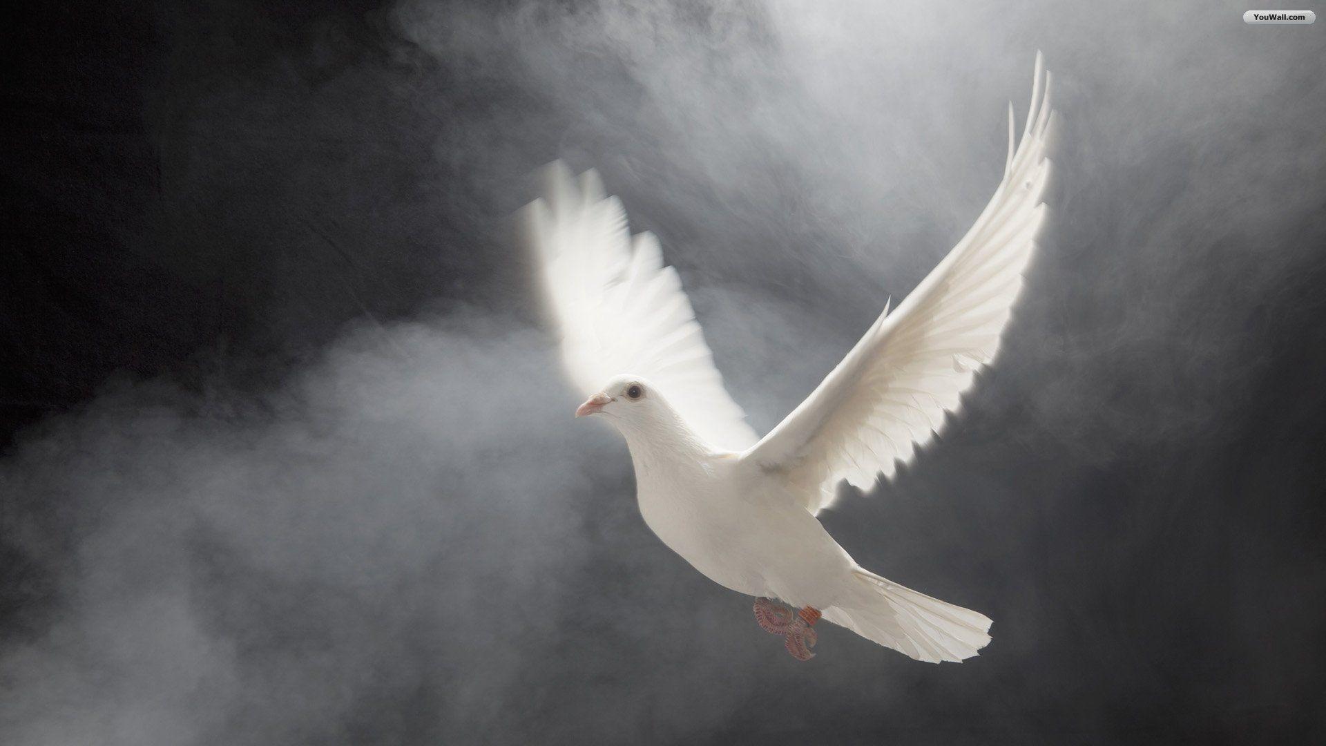 Wallpaper Blink of Dove Wallpaper HD for Android, Windows