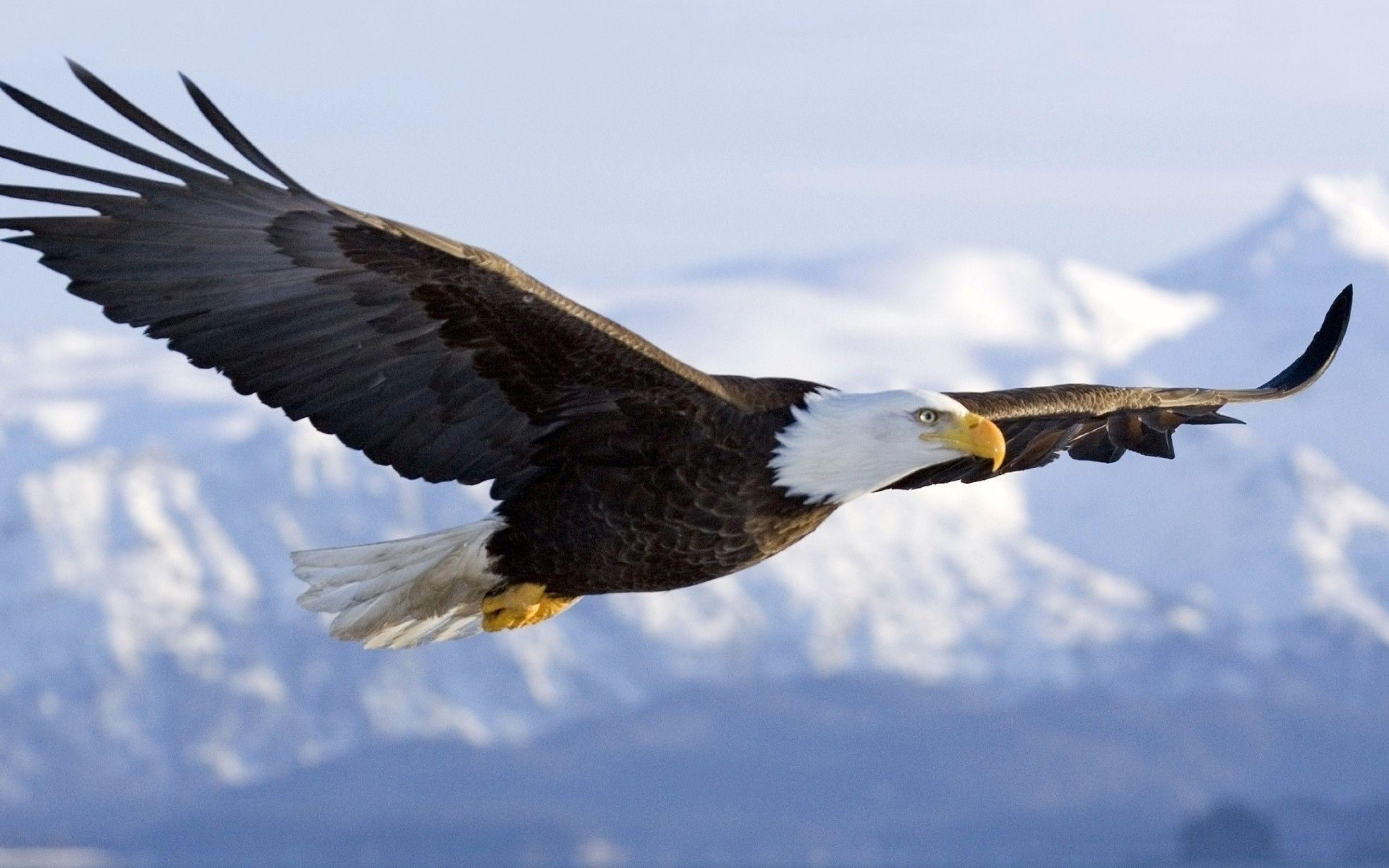 Bald Eagle Desktop Wallpaper