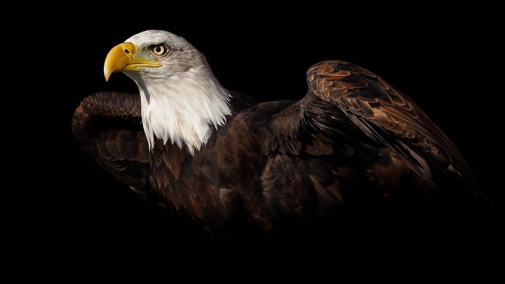 Bald Eagle Wallpaper HD Image
