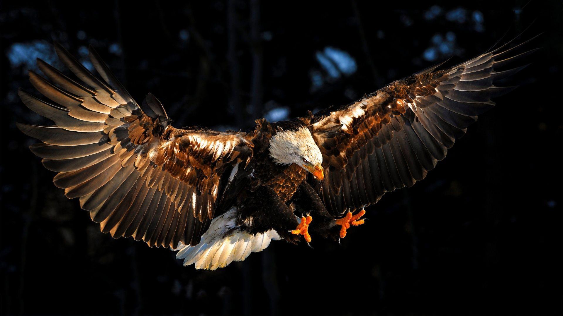 American Eagle Wallpaper 15 X 1080