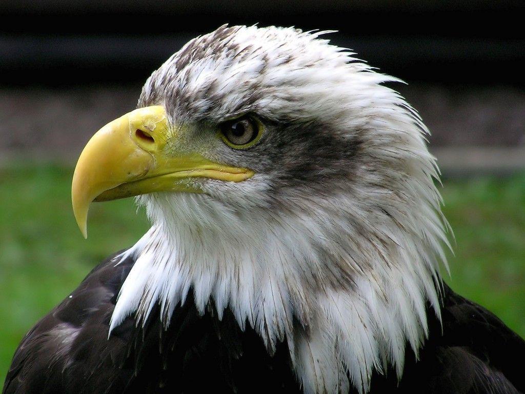 Bald Eagle Wallpaper Cute and Docile