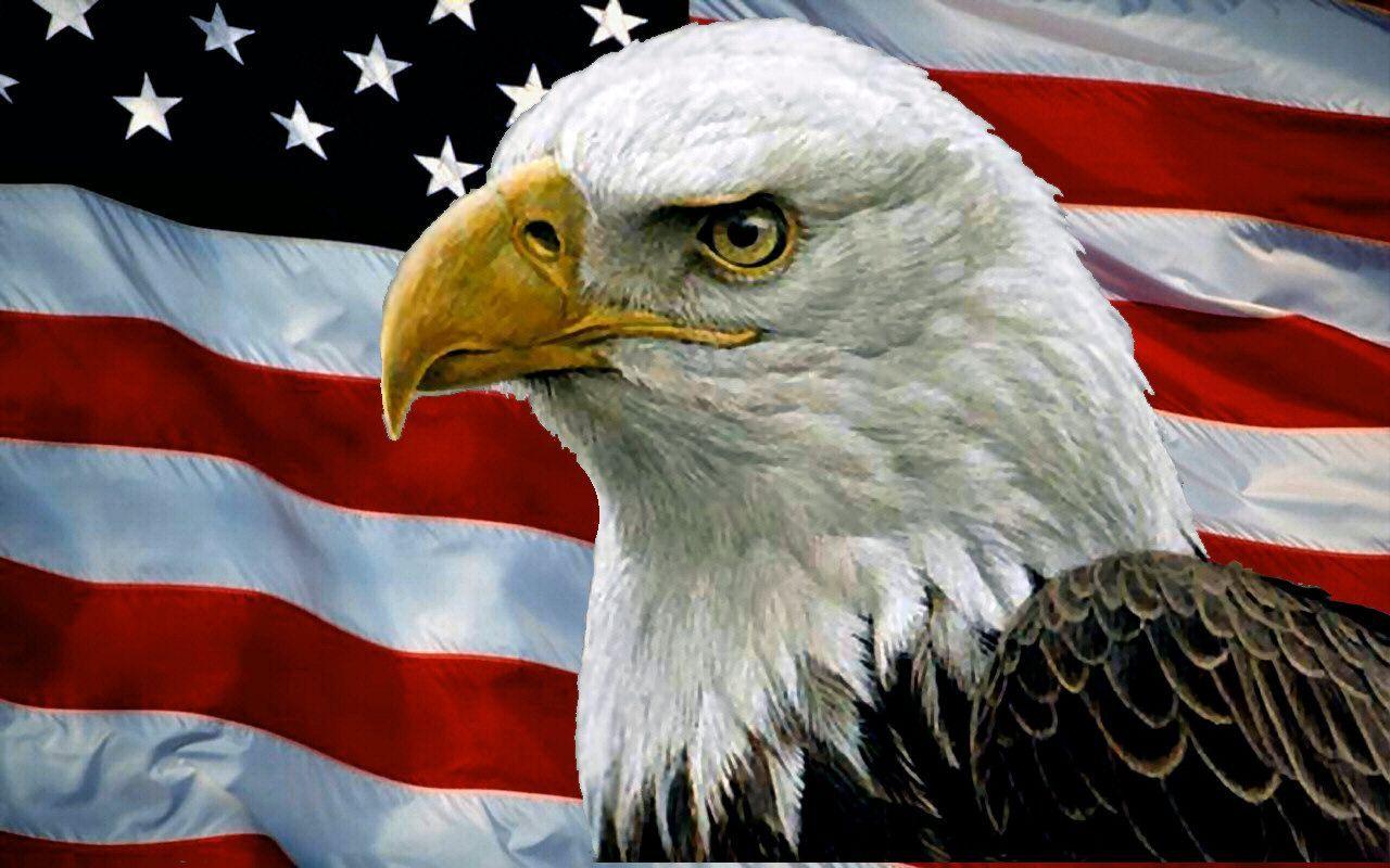 Bald Eagle And Usa Flag Fireworks Occasion. Bald eagle, Eagle painting, American bald eagle