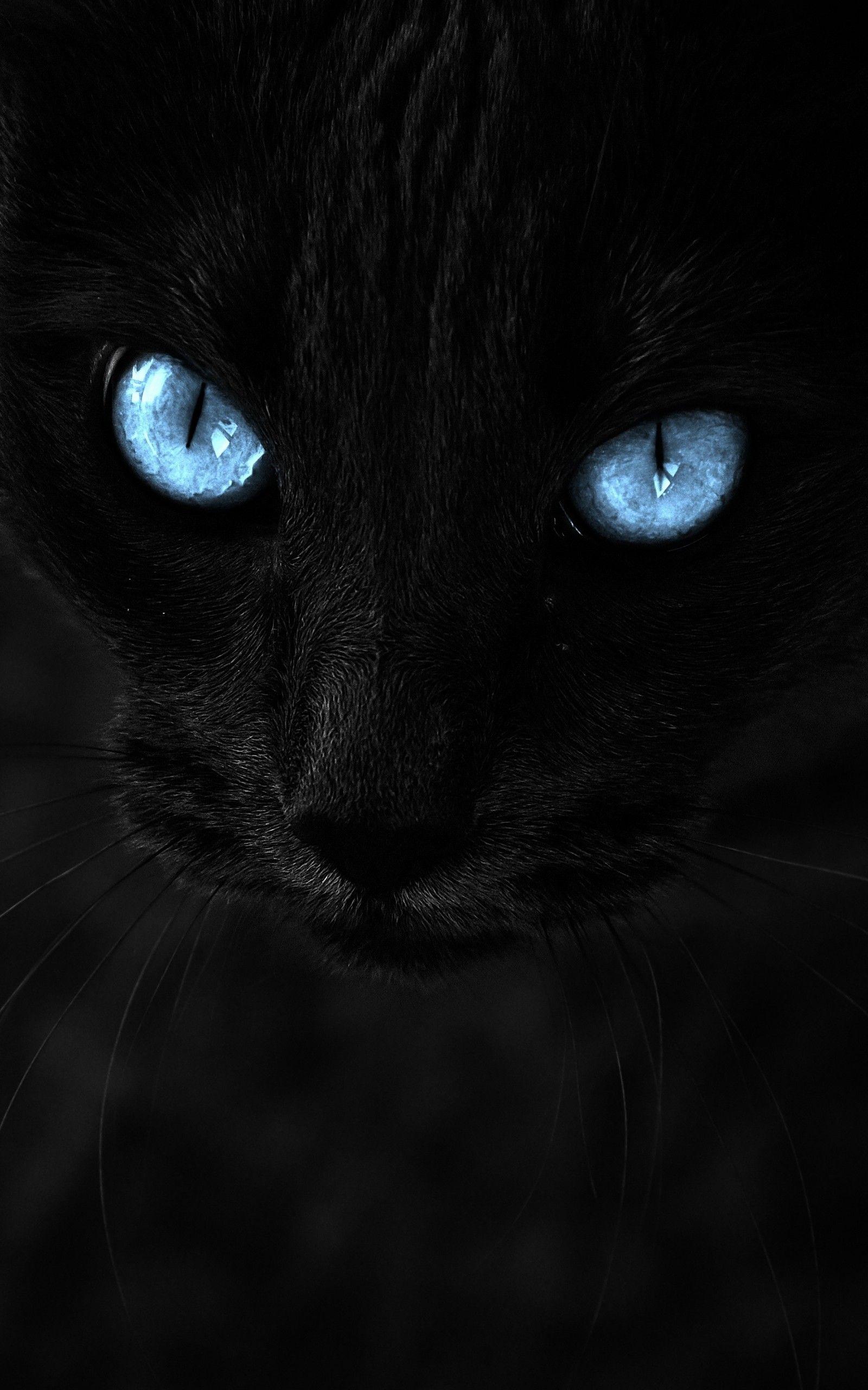 Download 1600x2560 Black Cat, Blue Eyes, Close Up, Muzzle, Cats