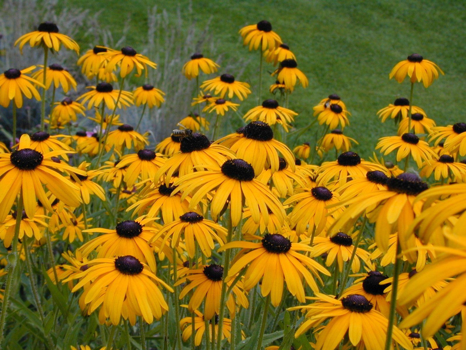Wallpaper Blink Of Black Eyed Susan Wallpaper HD For Android