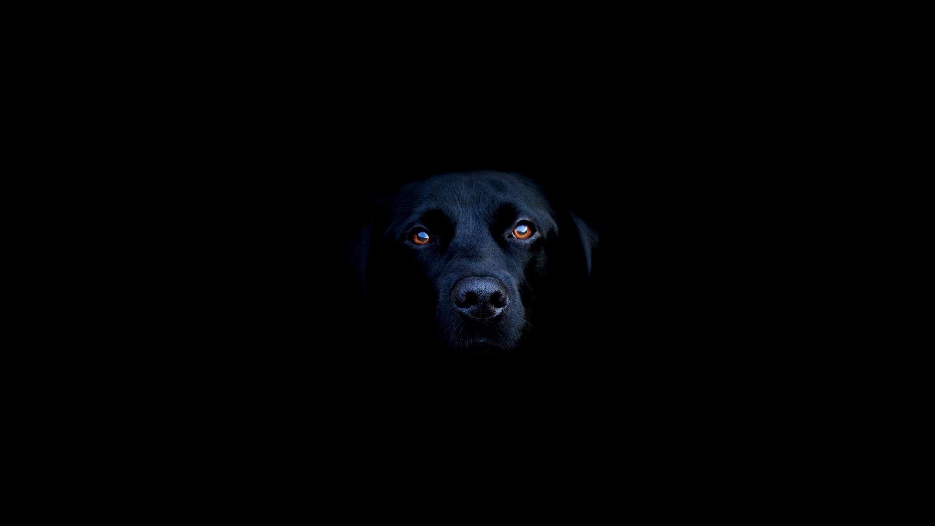 Download wallpaper 1920x1080 dogs, shadow, black, eyes, face, nose